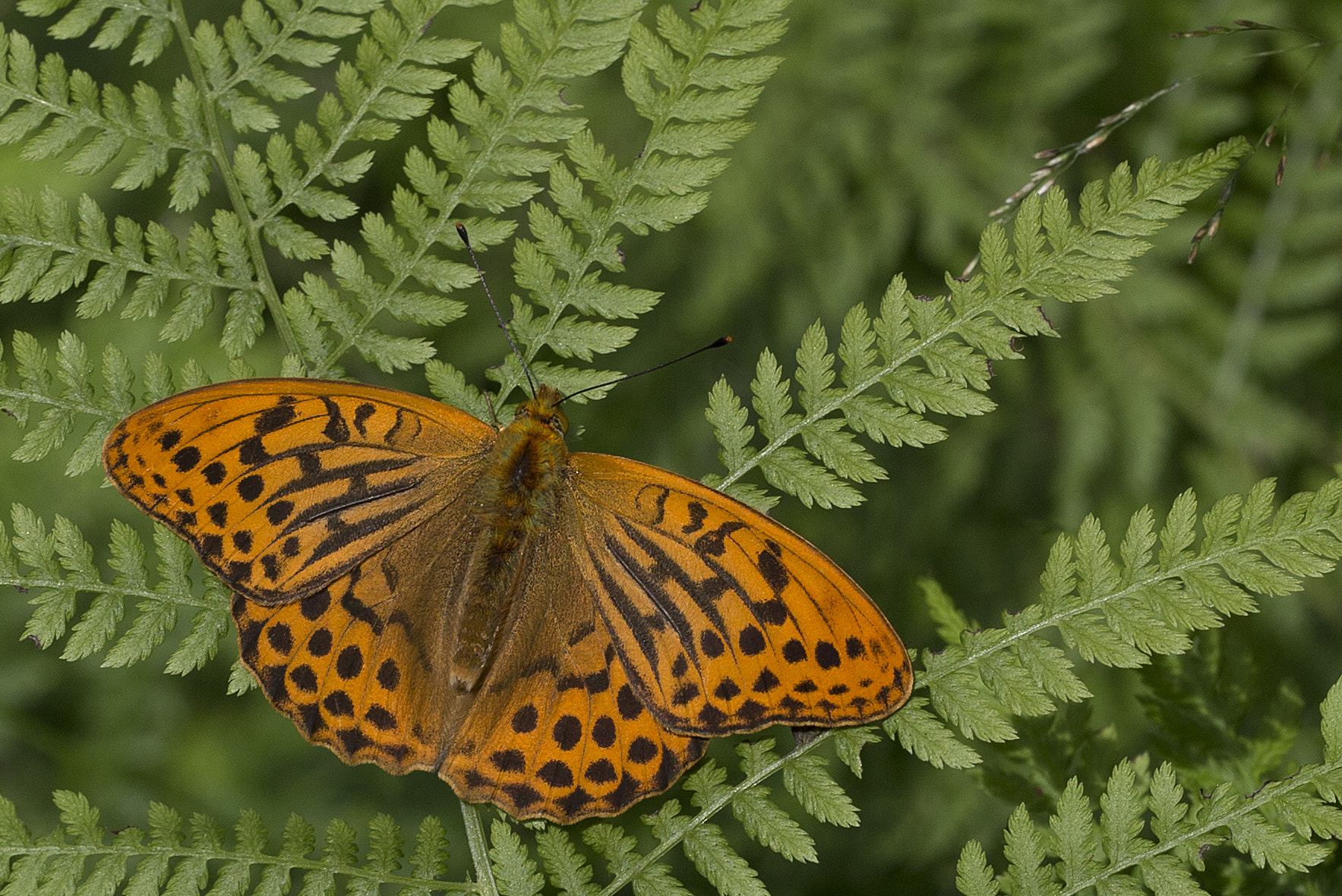 Sigma 150mm f/2.8 EX DG OS HSM APO Macro sample photo. Argynnis paphia photography