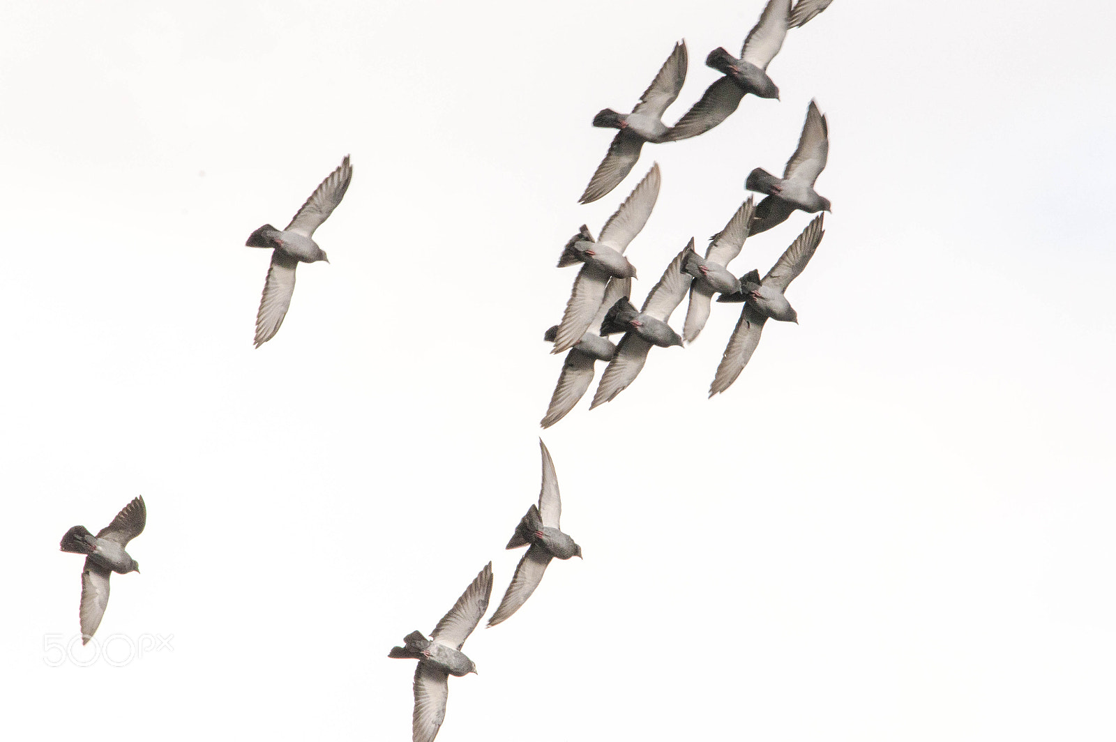 Nikon D3200 sample photo. Pigeons photography