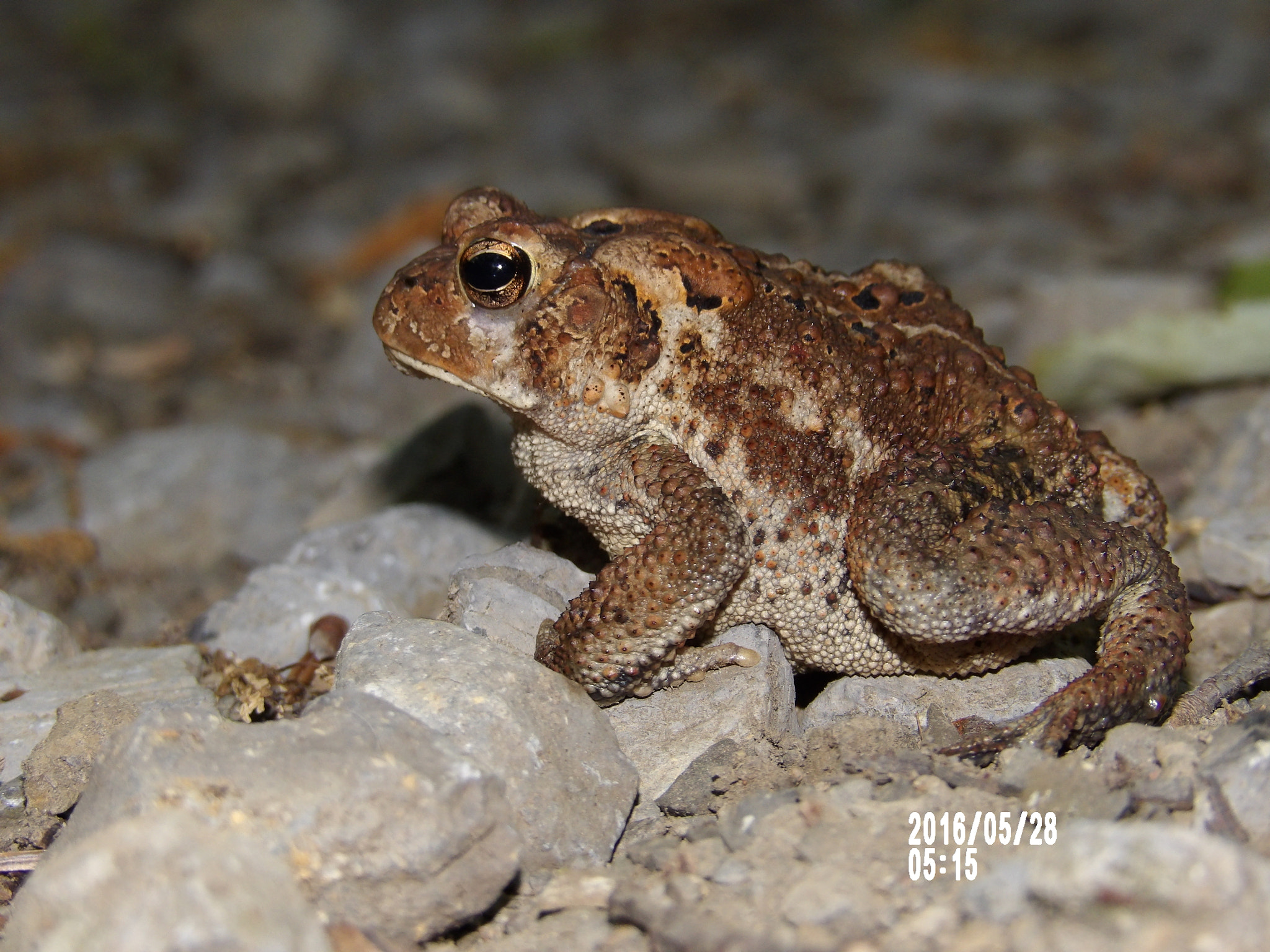 Ricoh PENTAX XG-1 sample photo. Froggy photography