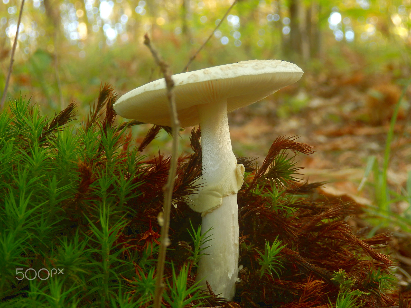 Olympus SZ-31MR sample photo. Amanita citrina photography