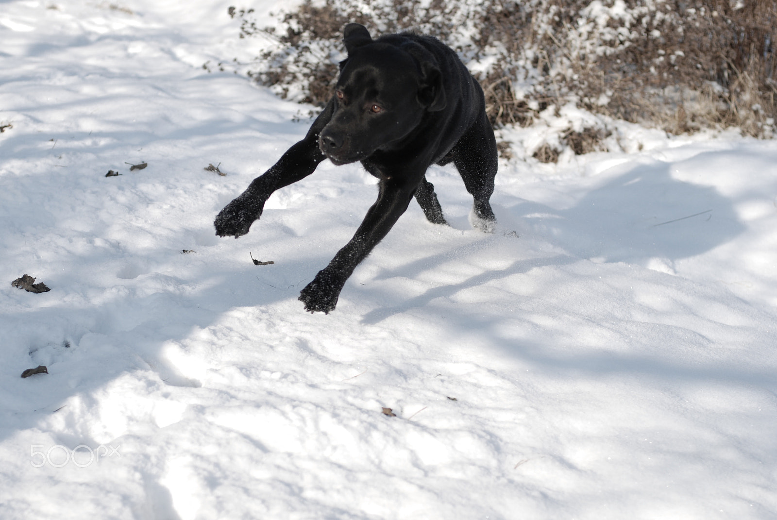 Nikon D80 sample photo. Winter joys photography