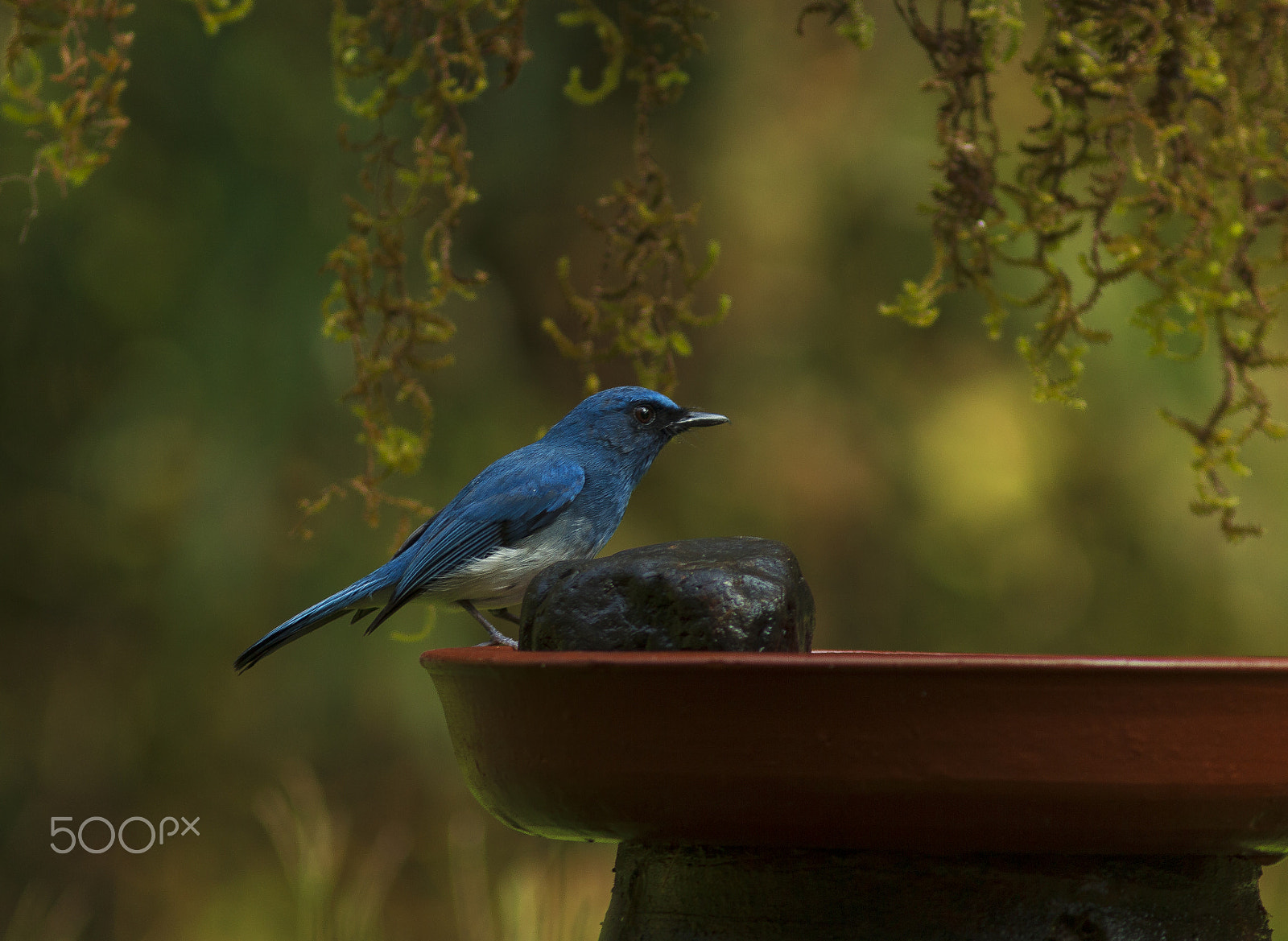 Canon EOS 60D sample photo. White bellied blue flycatcher male photography