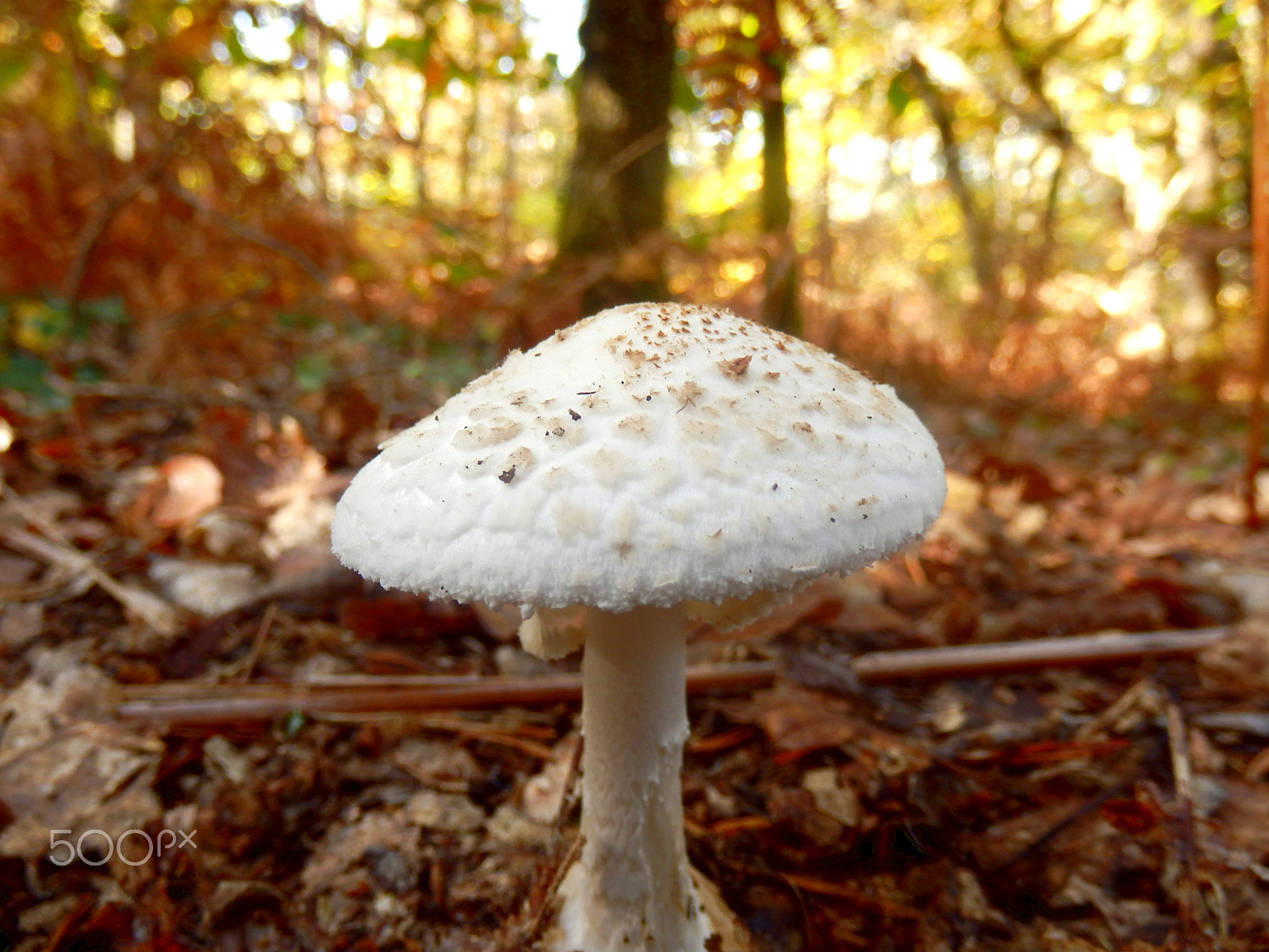 Olympus SZ-31MR sample photo. Amanita citrina photography