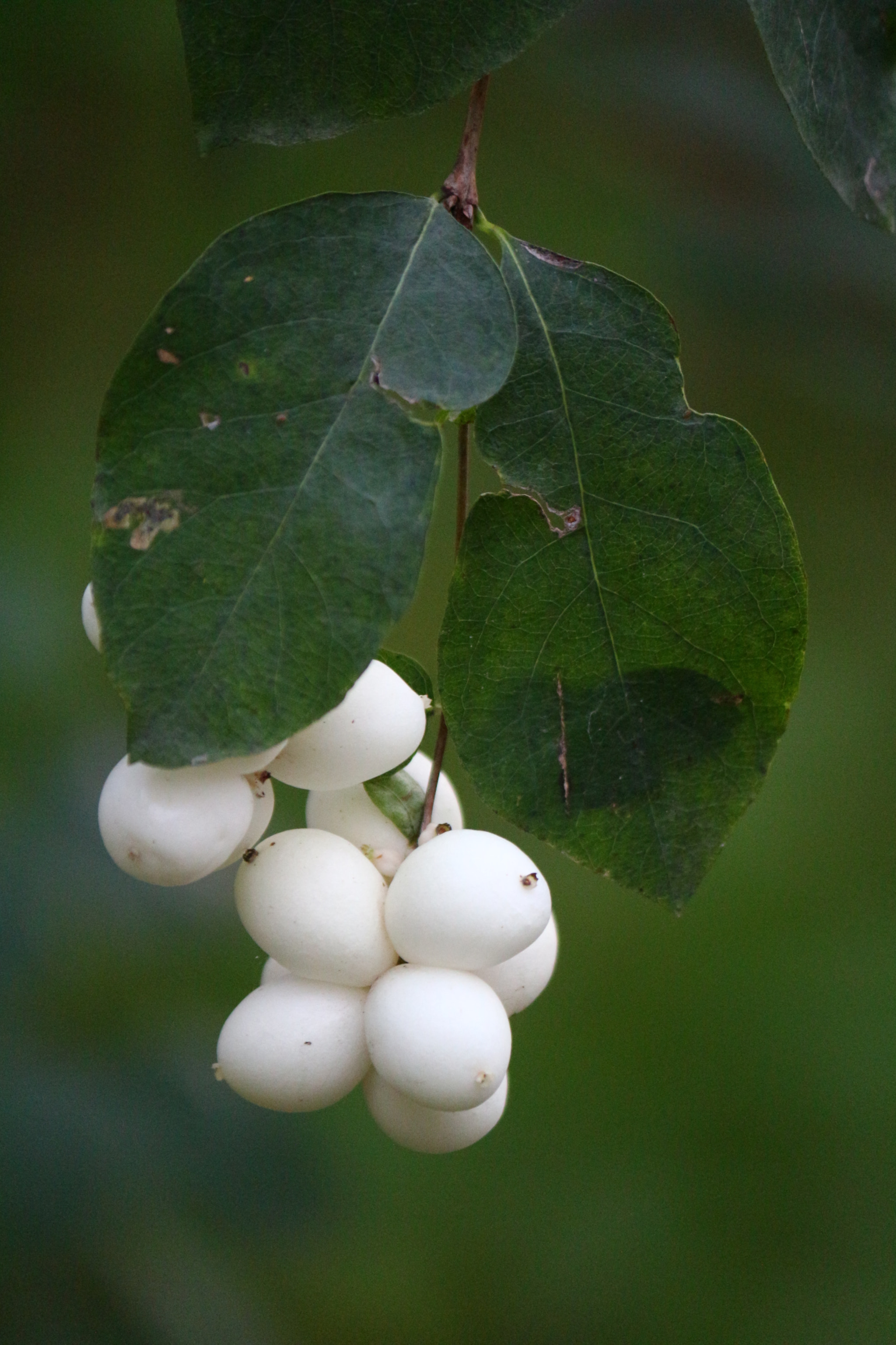 Canon EF-S 55-250mm F4-5.6 IS II sample photo. Symphoricarpos albus photography