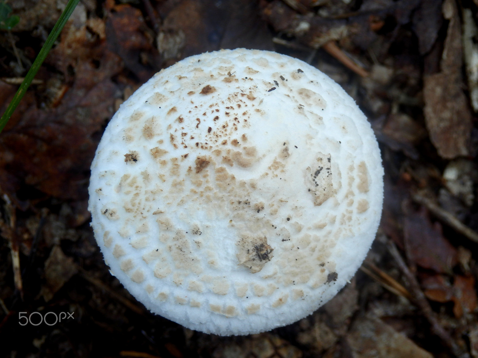 Olympus SZ-31MR sample photo. Amanita citrina photography