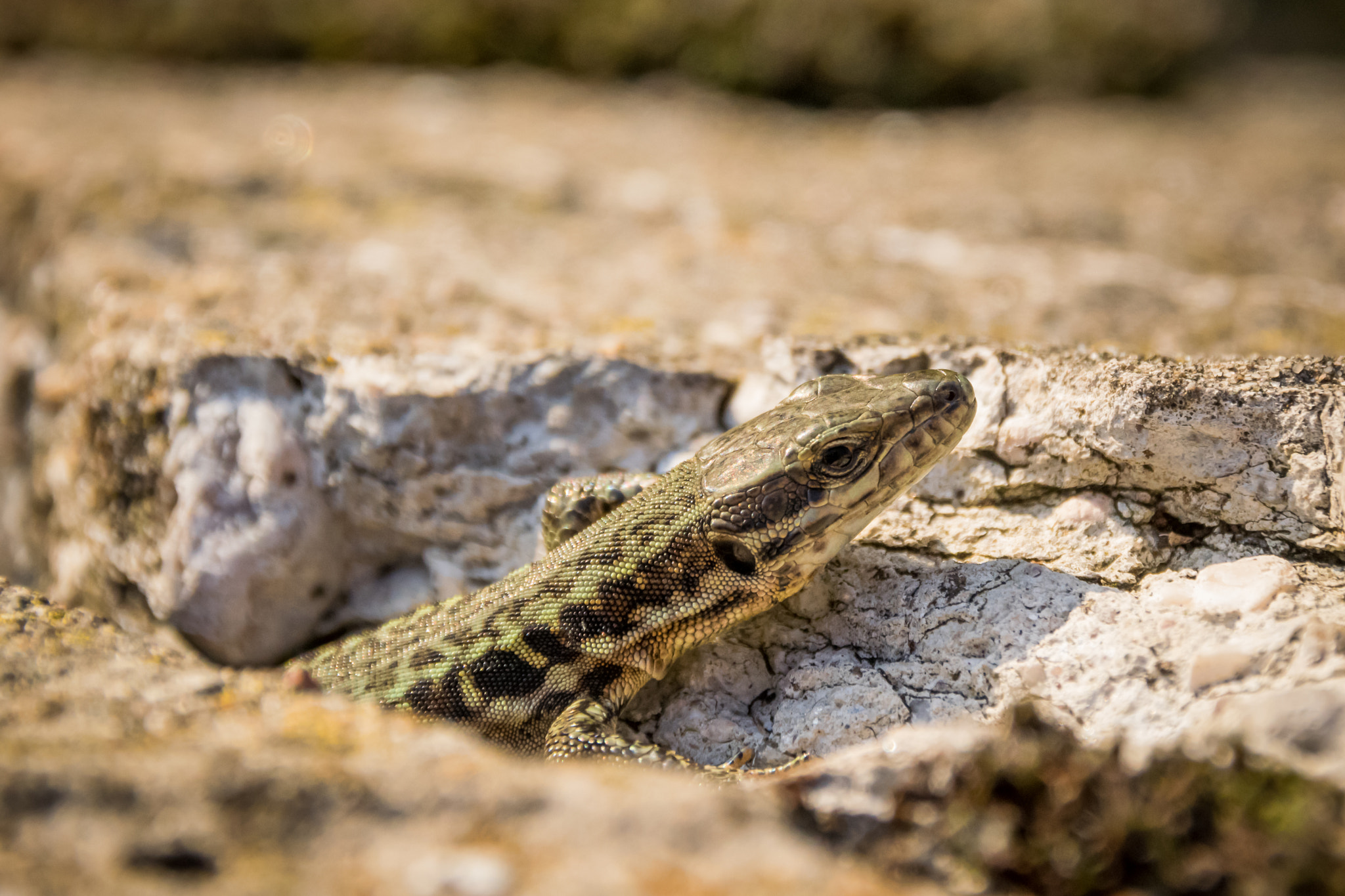 Sigma 18-250mm F3.5-6.3 DC Macro OS HSM sample photo. Eidechse im bunker photography