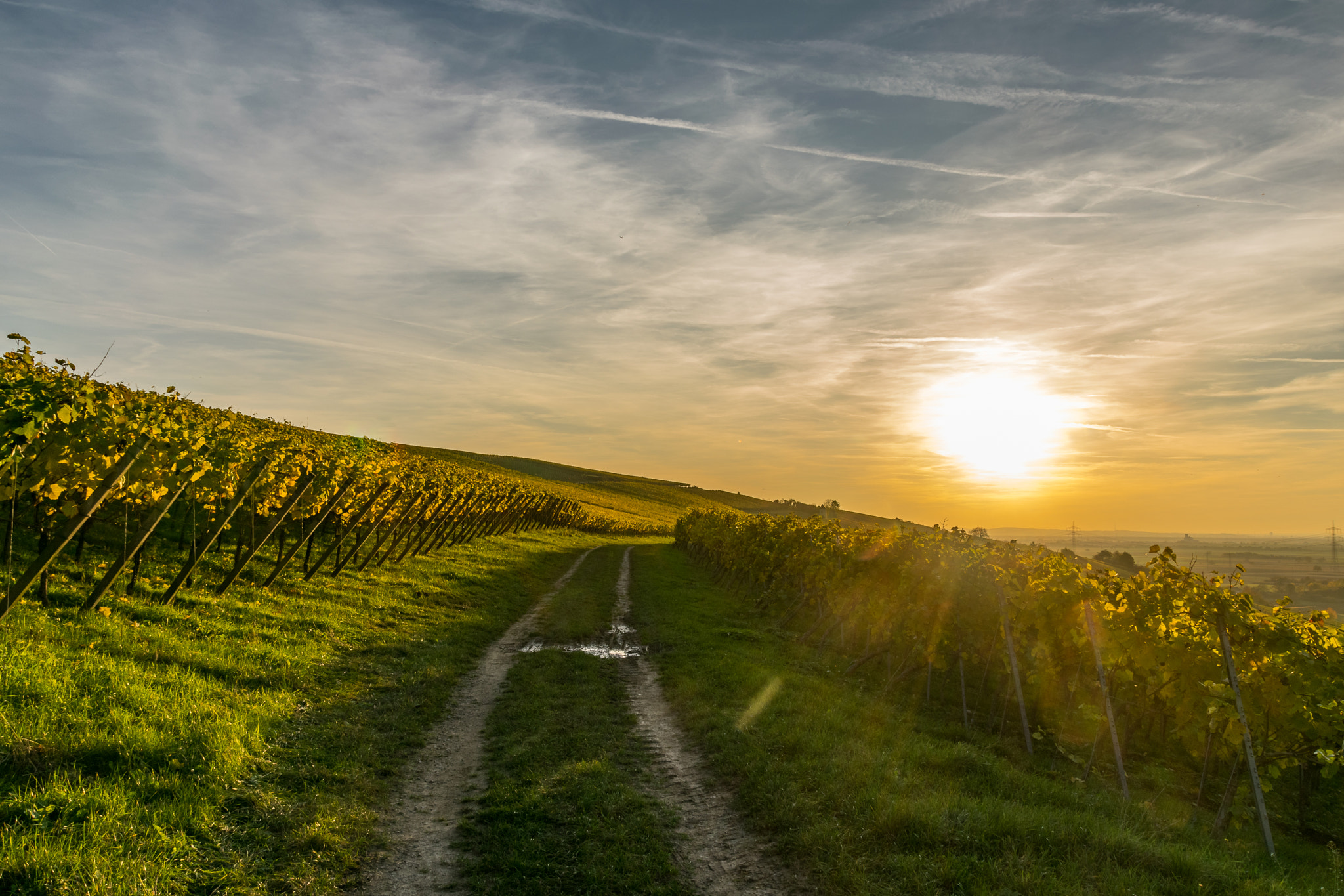 Sigma 18-250mm F3.5-6.3 DC Macro OS HSM sample photo. Weinberg im herbst photography