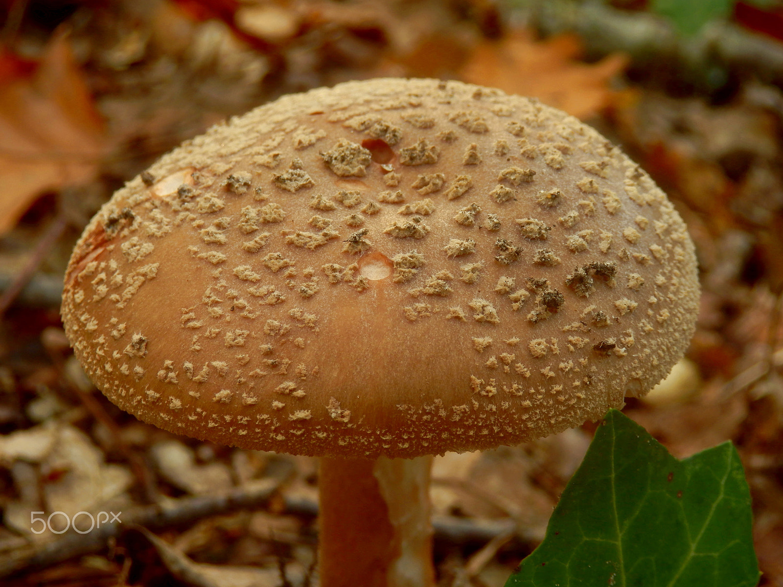 Olympus SZ-31MR sample photo. Amanita rubescens photography