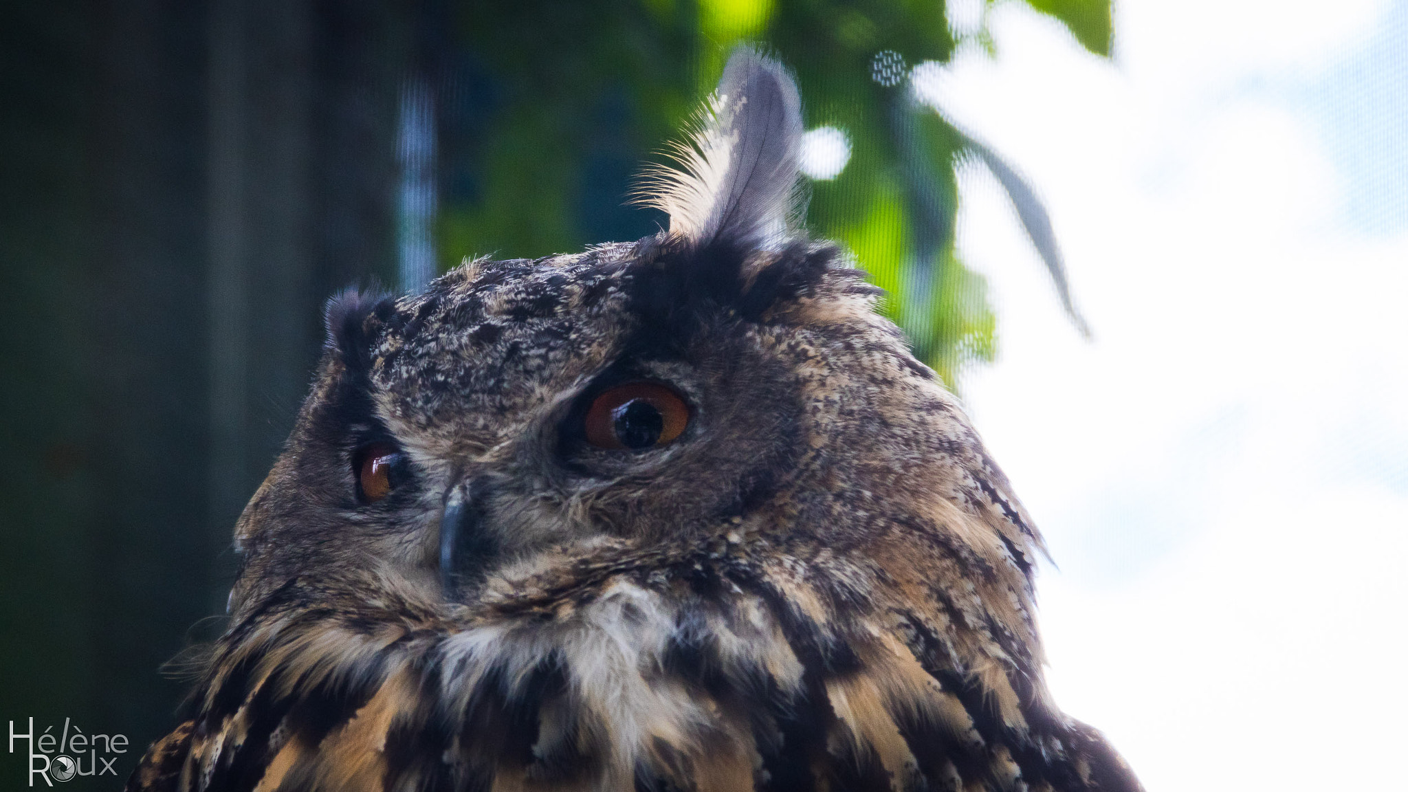 Canon EOS 760D (EOS Rebel T6s / EOS 8000D) sample photo. Owl photography