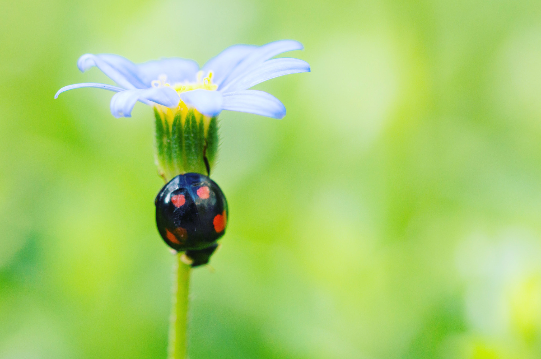 Nikon D3200 sample photo. Ladybird photography