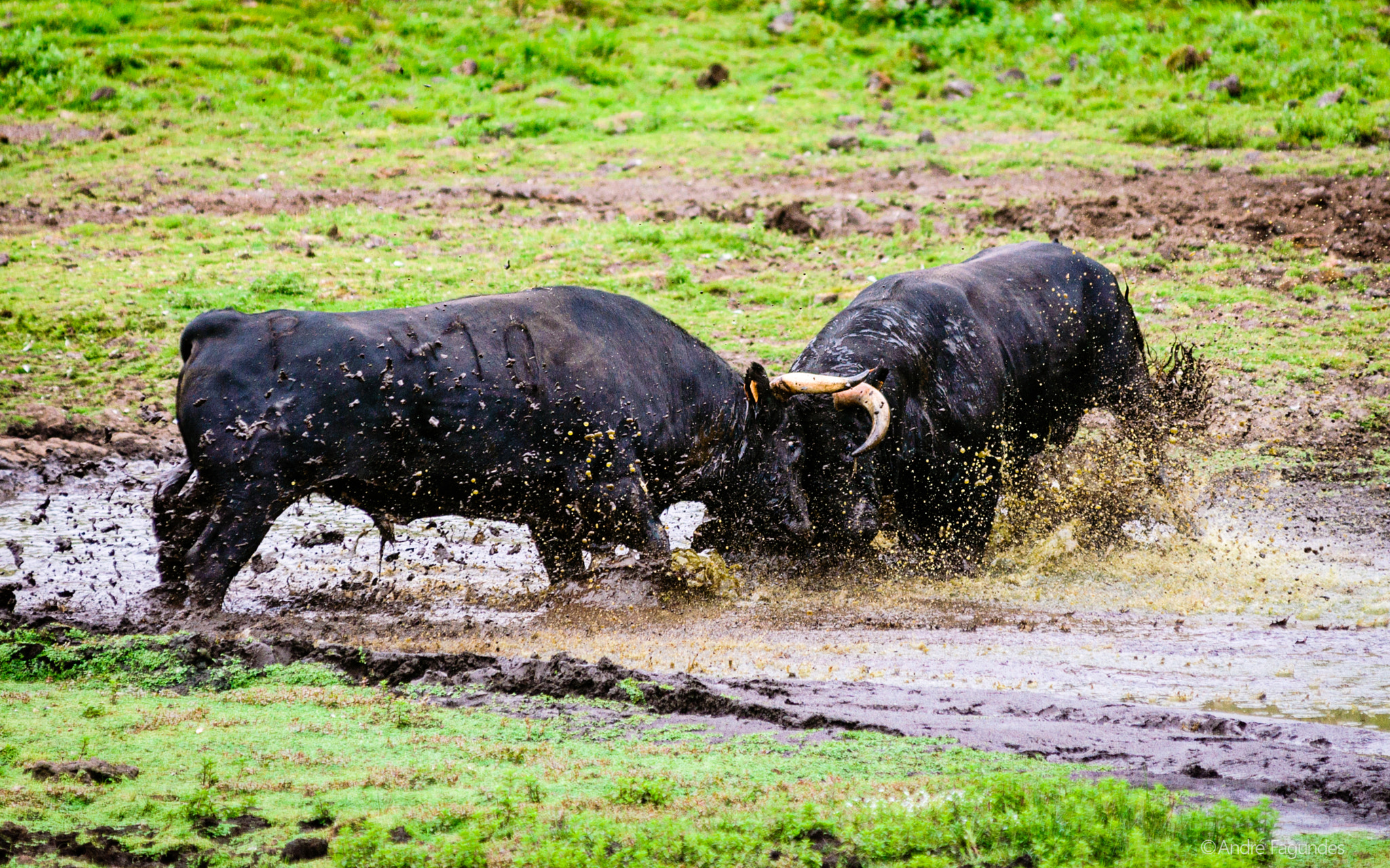 Nikon AF-Nikkor 80-200mm F2.8D ED sample photo. Fight photography
