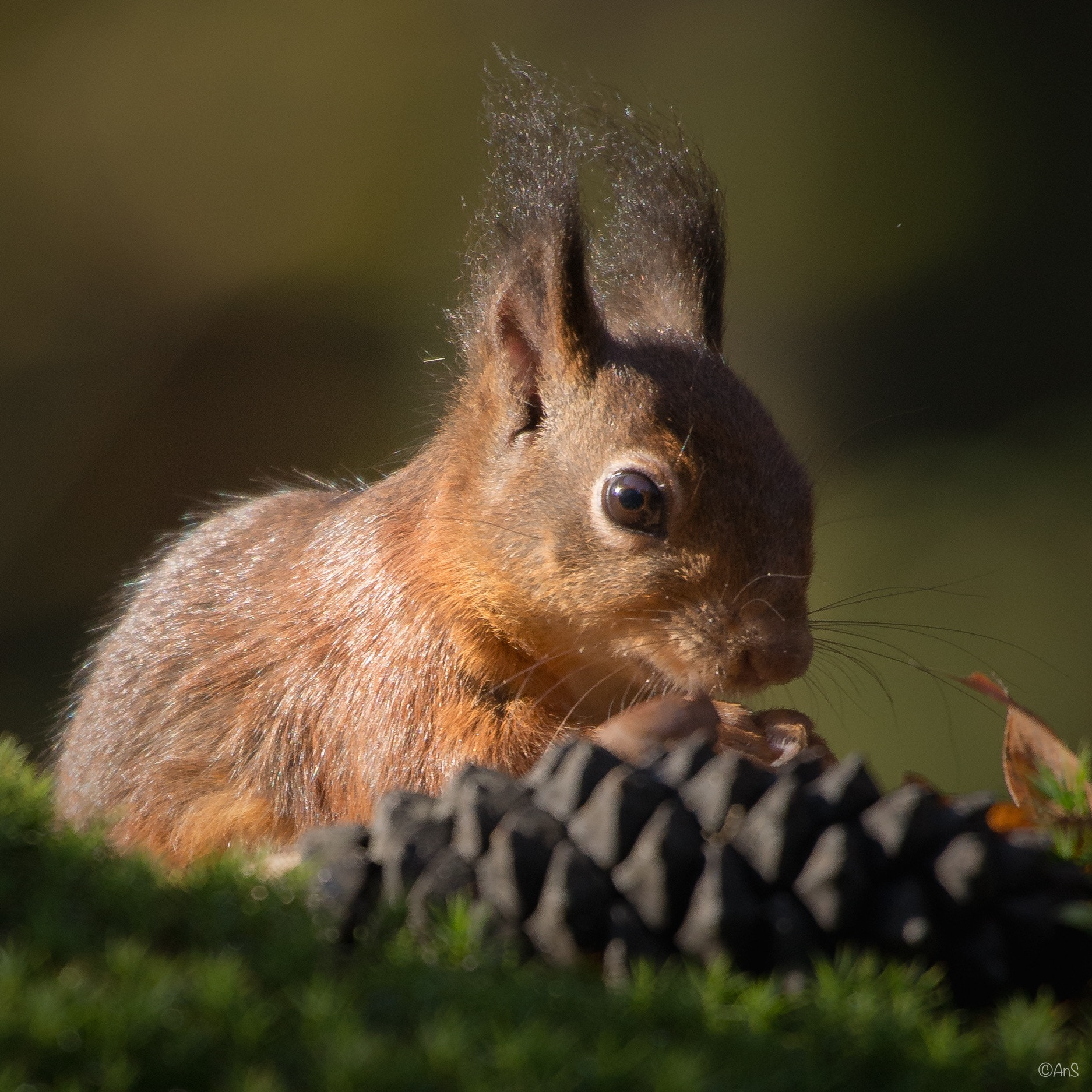 Sigma 50-500mm F4.5-6.3 DG OS HSM sample photo. Squirrel photography