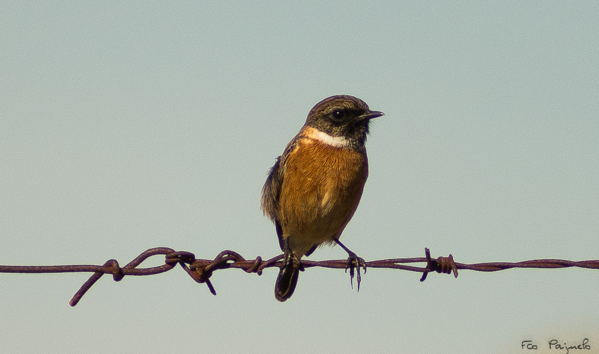 Sony 75-300mm F4.5-5.6 sample photo. Tarabilla común  photography
