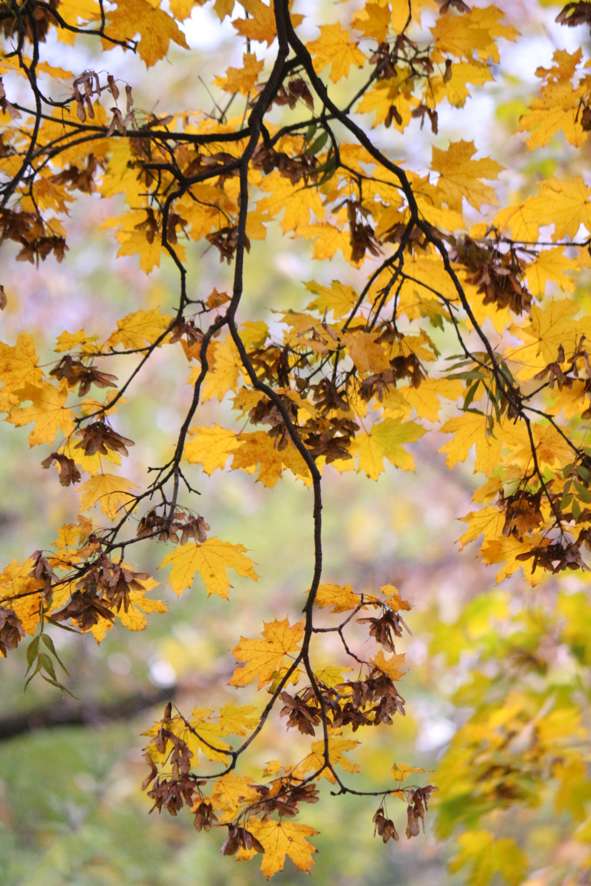 Canon EF-S 55-250mm F4-5.6 IS II sample photo. Golden leaves photography