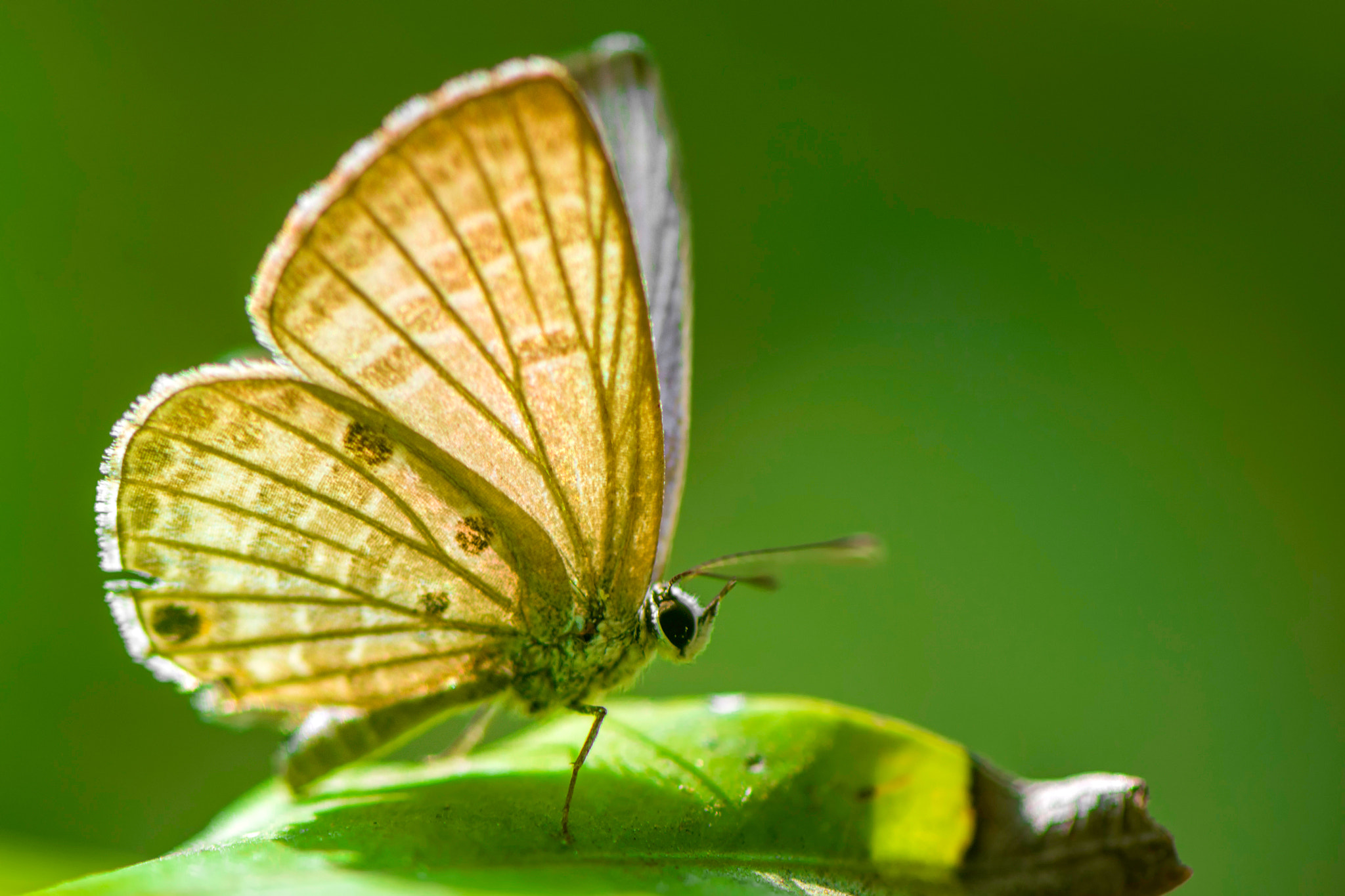 Nikon AF-S Micro-Nikkor 105mm F2.8G IF-ED VR sample photo. Little butterfly photography