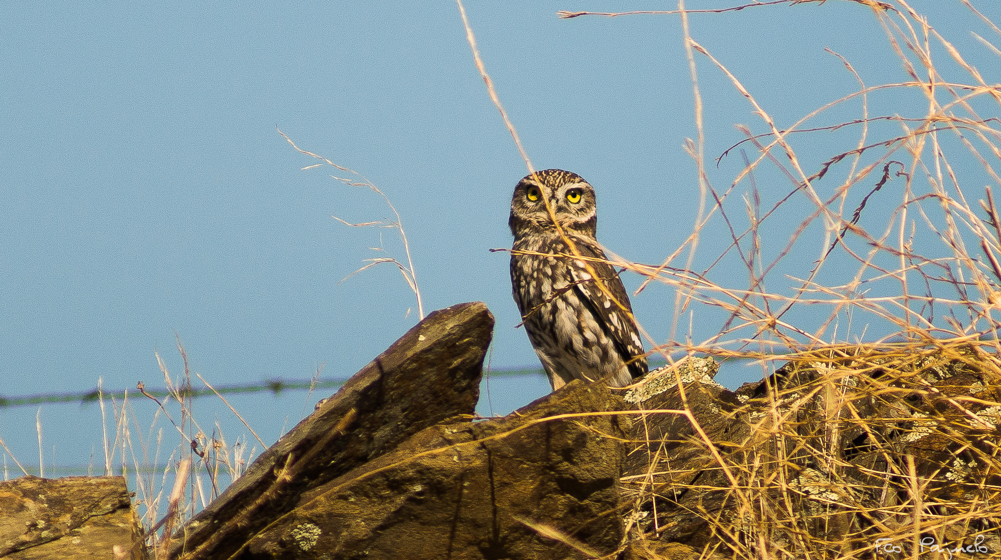 Sony 75-300mm F4.5-5.6 sample photo. Mochuelo común  photography