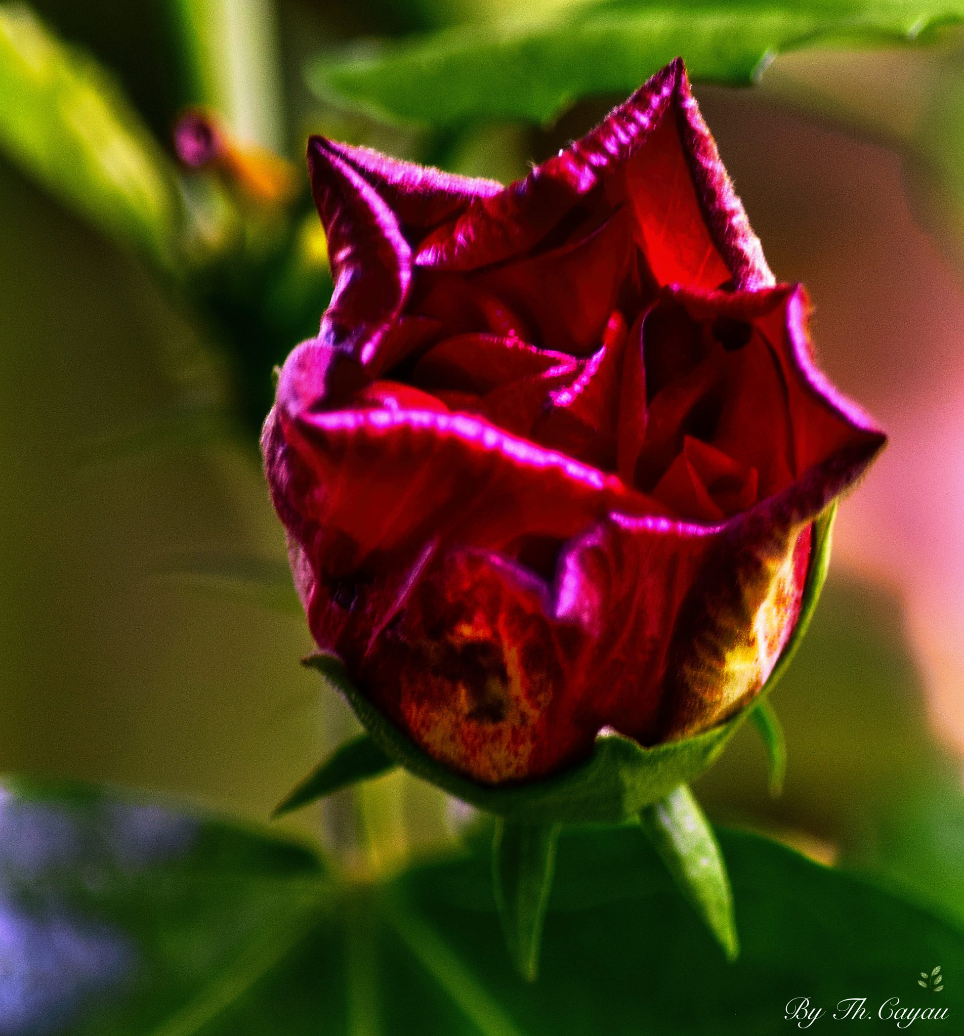 Nikon D5300 sample photo. Fleur hibiscus photography