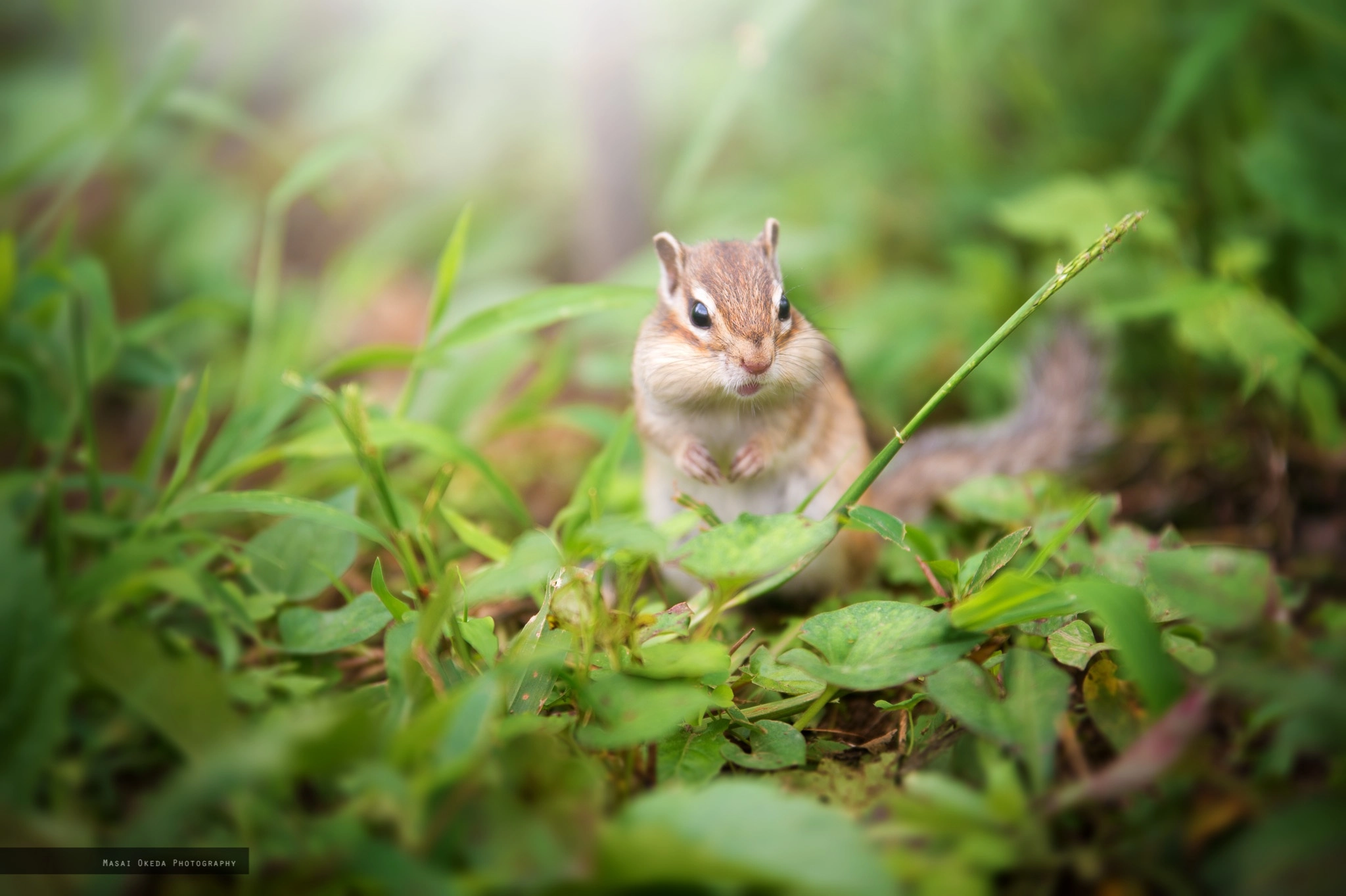 Sigma 70-200mm F2.8 EX DG OS HSM sample photo. _ photography