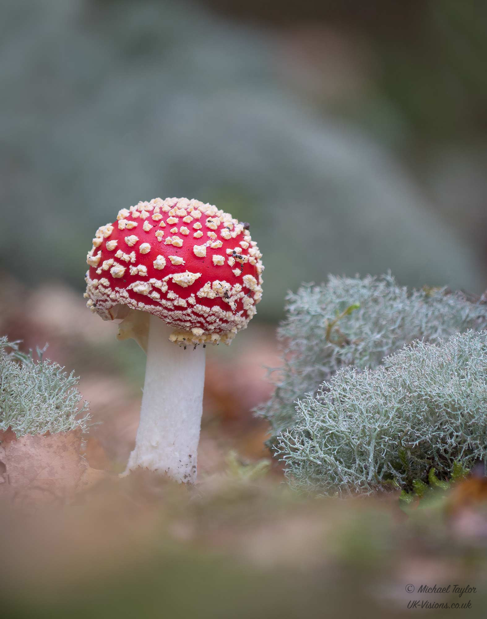 Panasonic Lumix DMC-GX8 sample photo. Fly agaric... photography