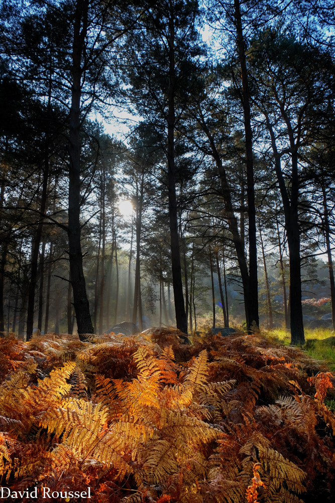 Fujifilm X-E2 + Fujifilm XF 18-135mm F3.5-5.6 R LM OIS WR sample photo. Fontainebleau forest photography