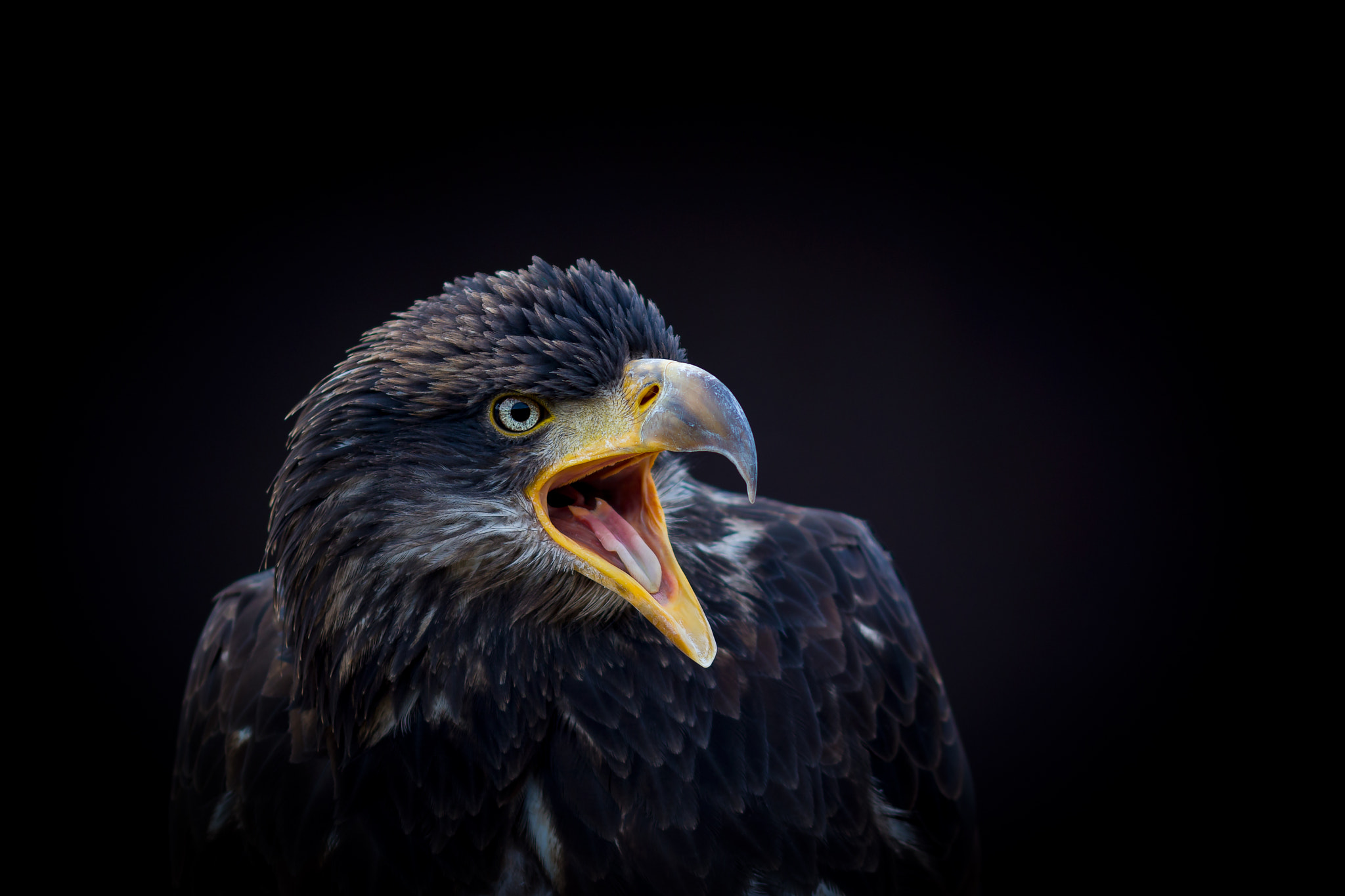 Sigma 105mm F2.8 EX DG OS HSM sample photo. Adler photography