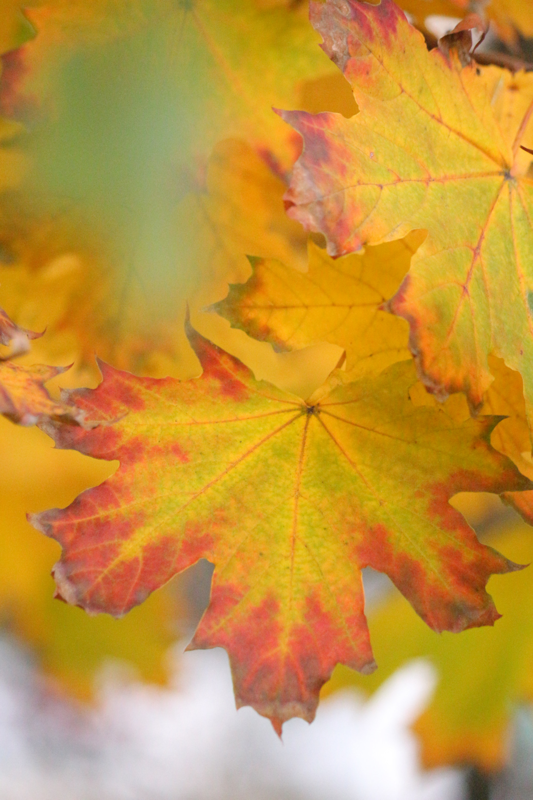 Canon EF-S 55-250mm F4-5.6 IS II sample photo. Colourful leaves photography
