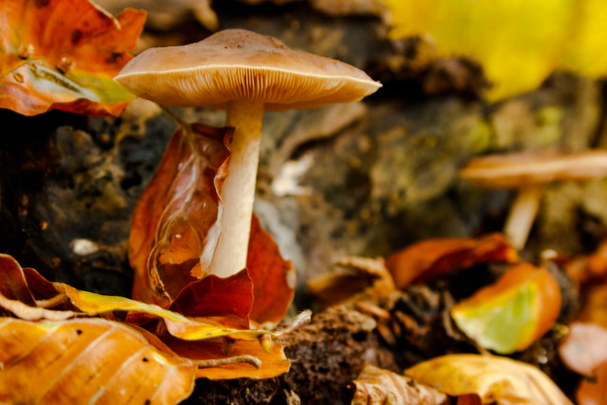 Canon EF-S 18-55mm F3.5-5.6 II sample photo. Mushroom--6-- photography