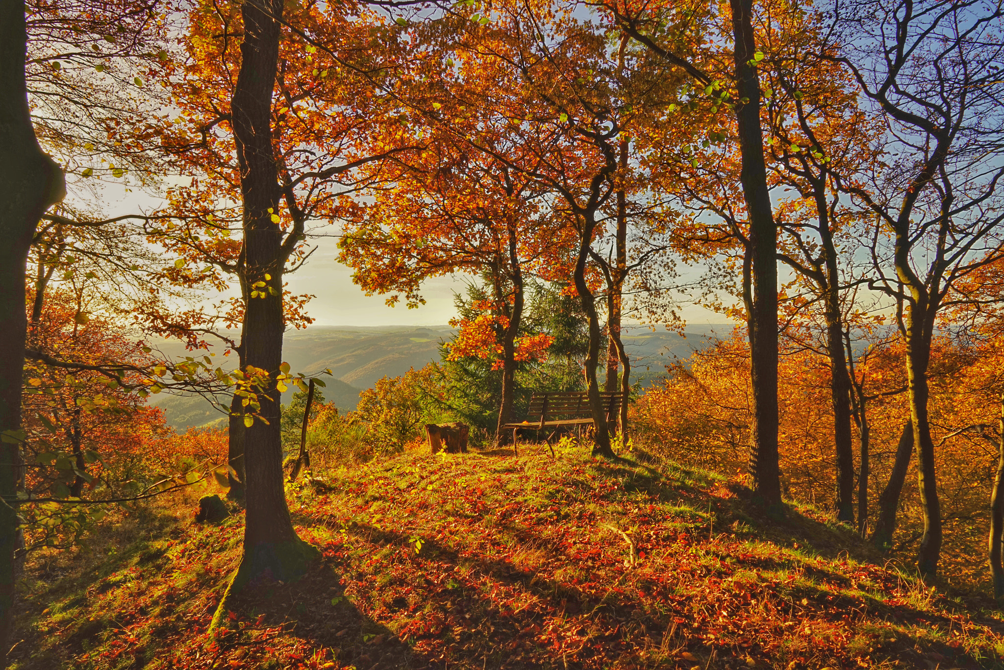 Sony a7R + Sony Vario Tessar T* FE 24-70mm F4 ZA OSS sample photo. Autumn scene photography