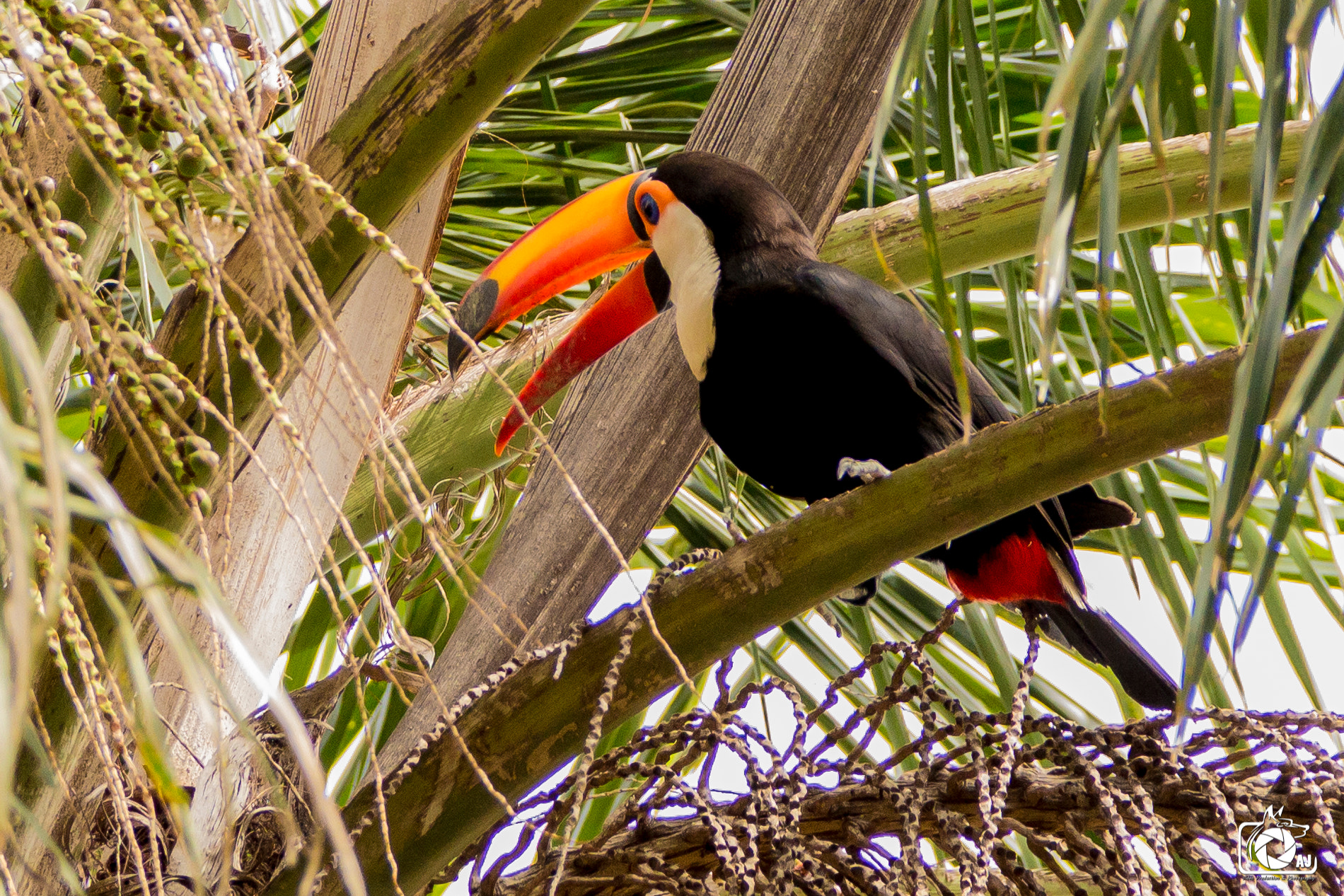 Canon EOS 100D (EOS Rebel SL1 / EOS Kiss X7) sample photo. Tucano no quintal de casa (01/11/2016) photography