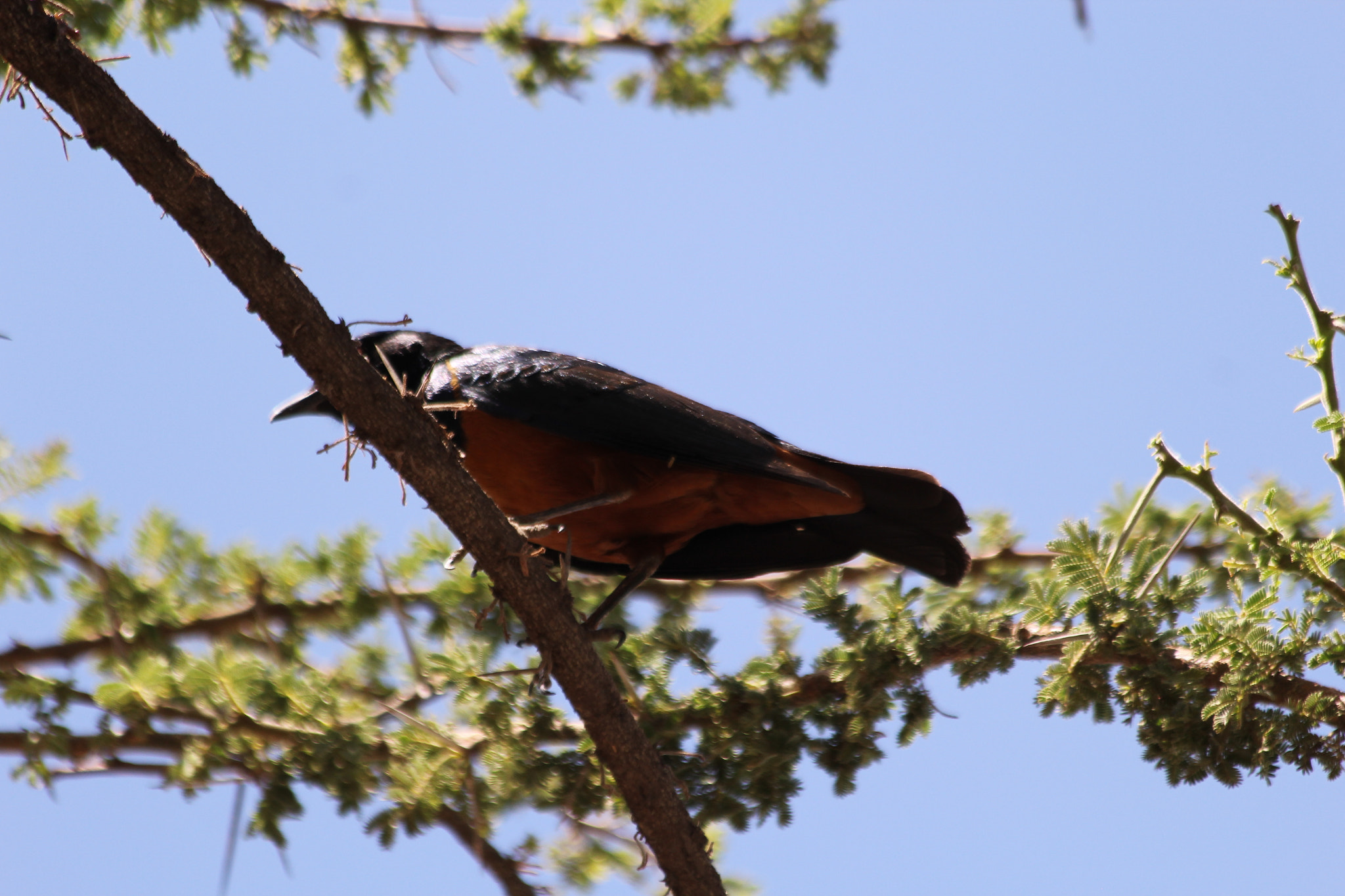 Canon EF 70-300mm F4-5.6 IS USM sample photo
