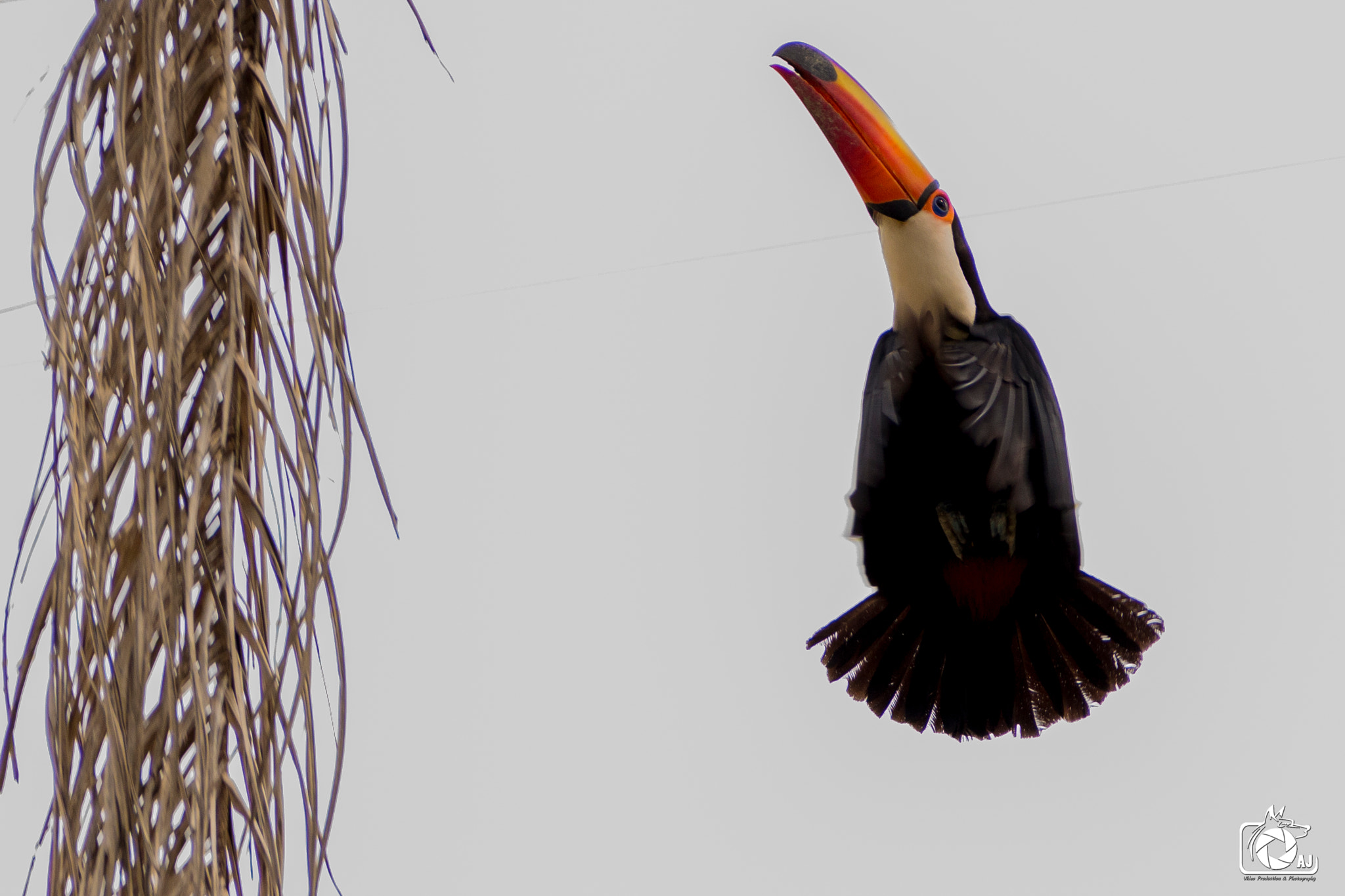 Canon EOS 100D (EOS Rebel SL1 / EOS Kiss X7) sample photo. Tucano no quintal de casa (01/11/2016) photography