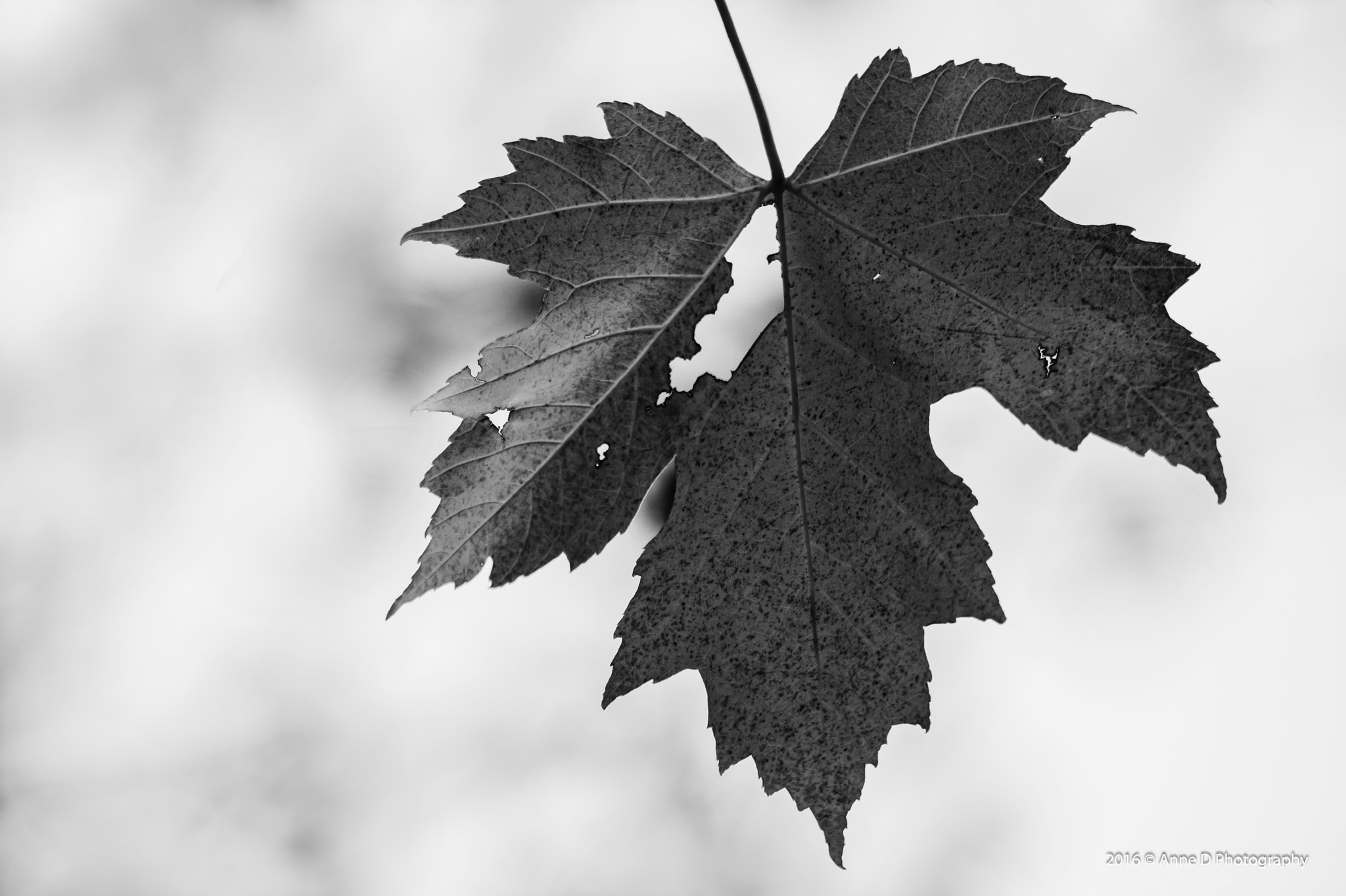 Canon EF 70-300mm F4-5.6 IS USM sample photo. Grey days photography