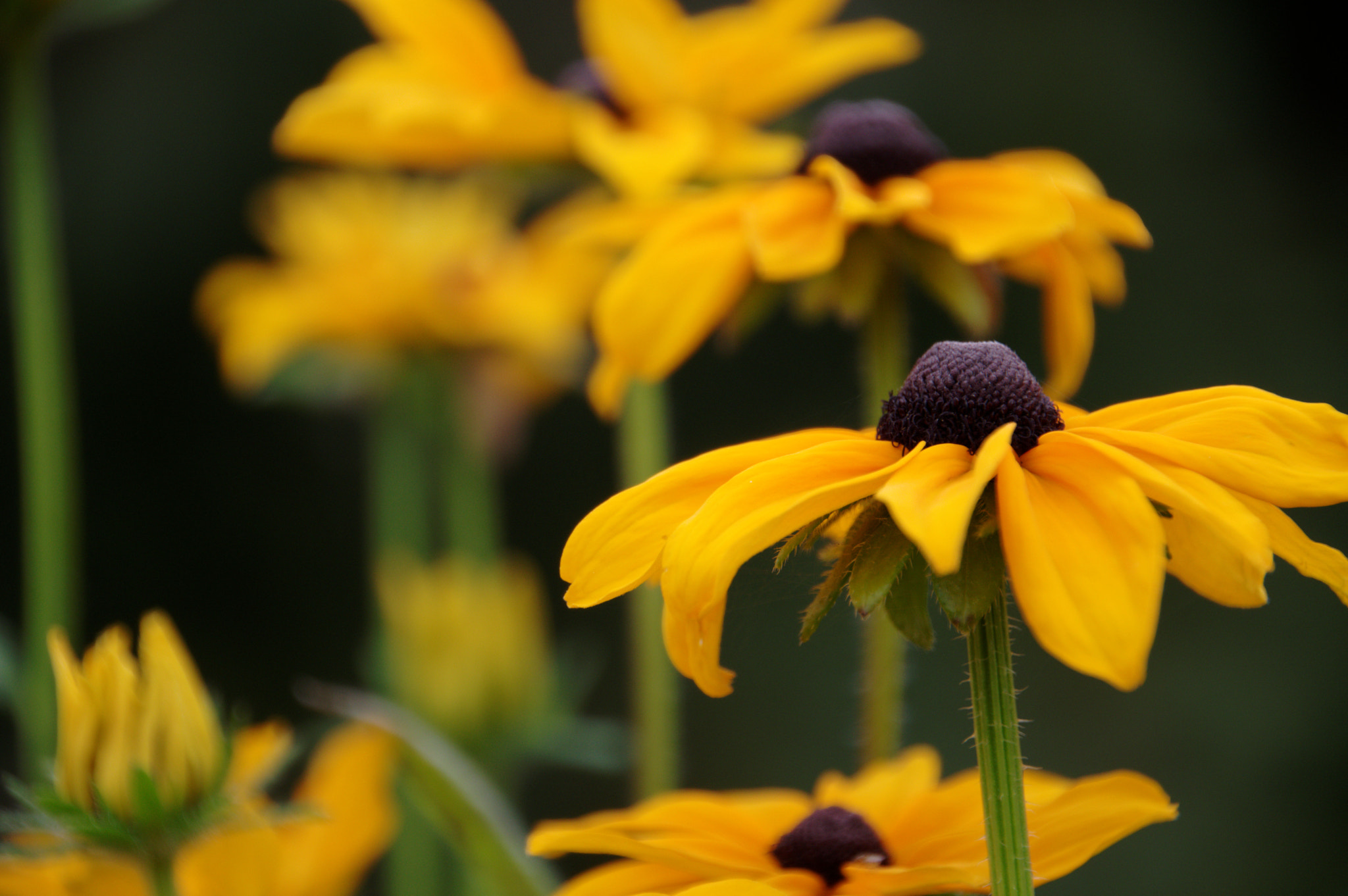 Pentax smc DA 18-270mm F3.5-6.3 ED SDM sample photo. Rudbeckia photography