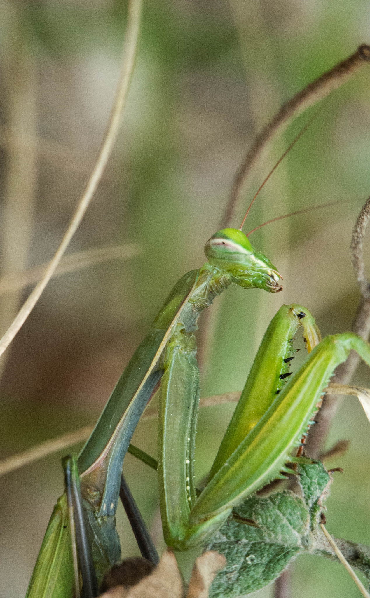 Nikon 1 Nikkor VR 30-110mm F3.8-5.6 sample photo. The mantis 4 photography