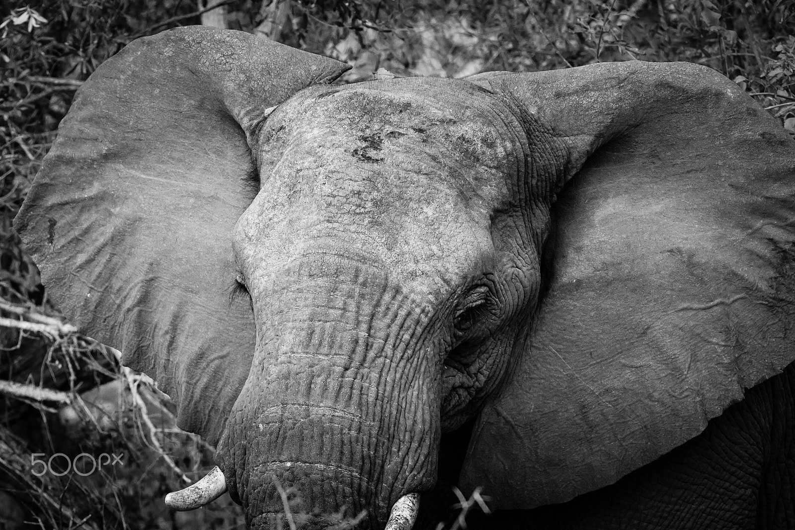 Canon EF 70-200mm F2.8L IS II USM sample photo. South africa 2016 photography