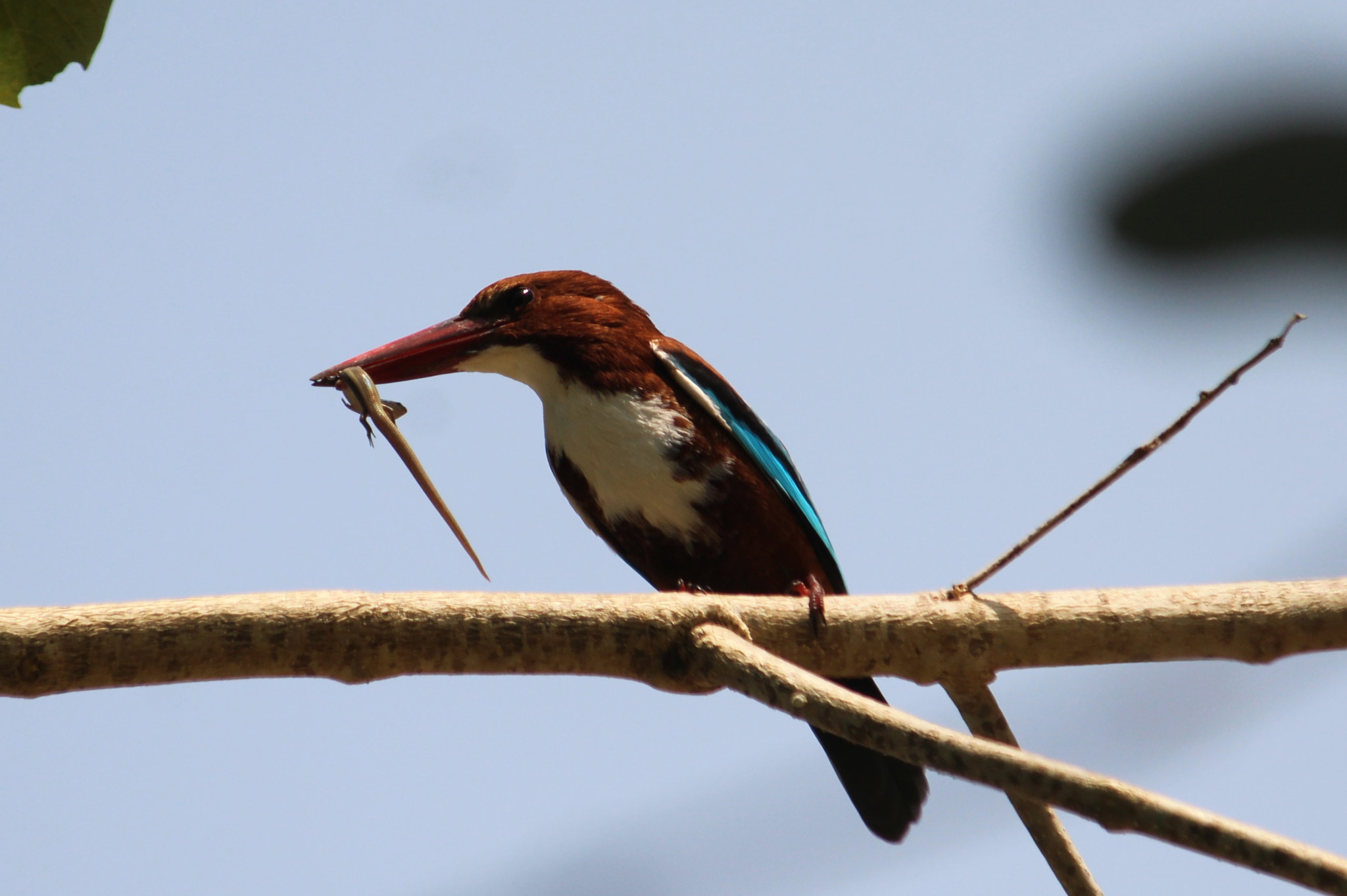 Canon EF-S 55-250mm F4-5.6 IS II sample photo. Feasting on top of tree photography