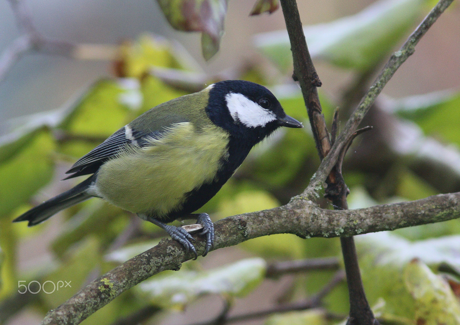 Canon EF 300mm F4L IS USM sample photo. Mésange photography