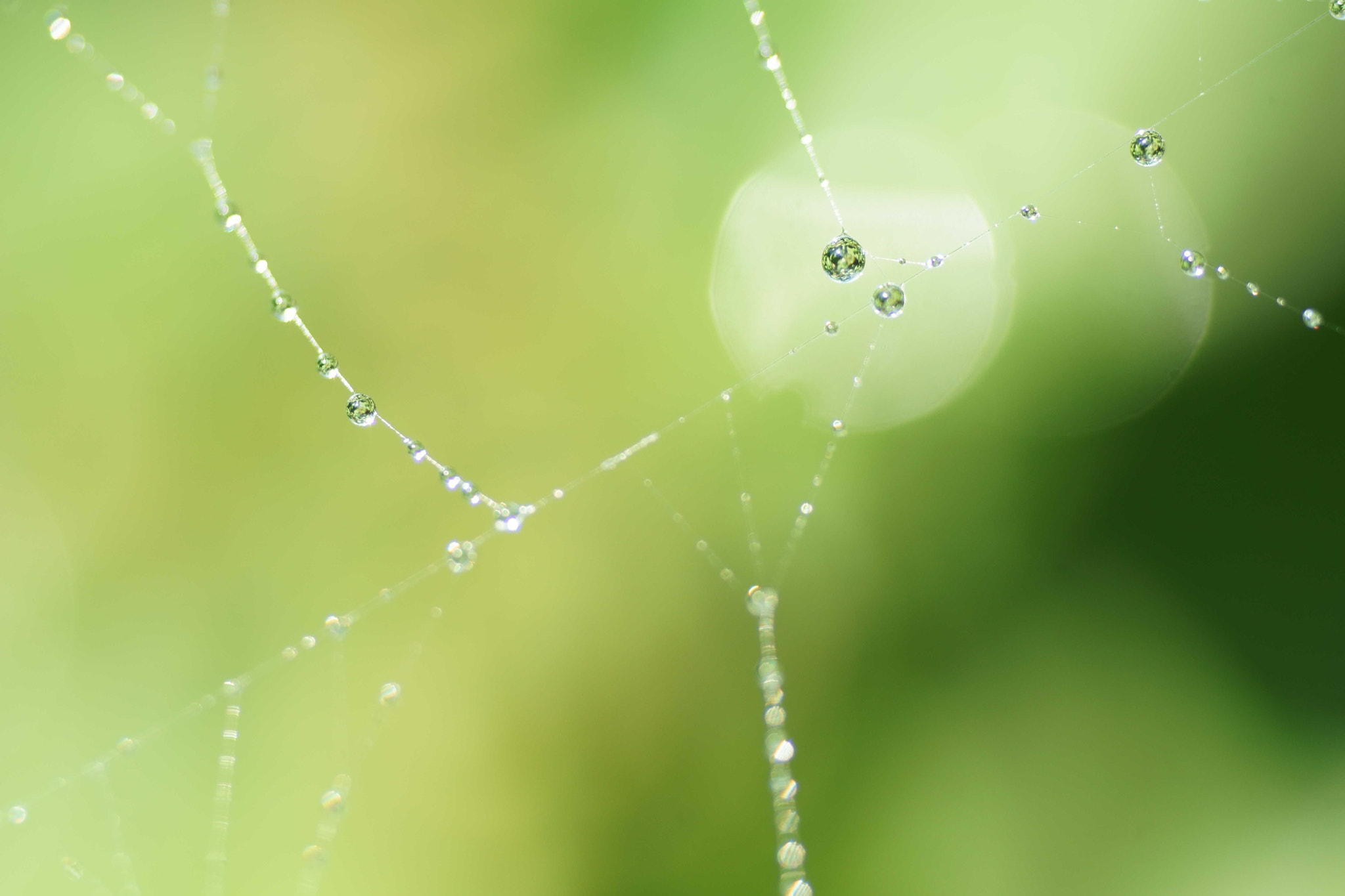 Sony a6000 + Tamron SP AF 90mm F2.8 Di Macro sample photo. Red de gotas photography