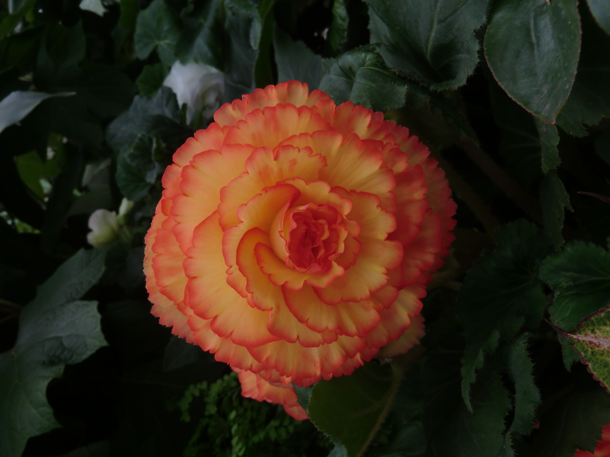 CASIO EX-H15 sample photo. Begonia photography