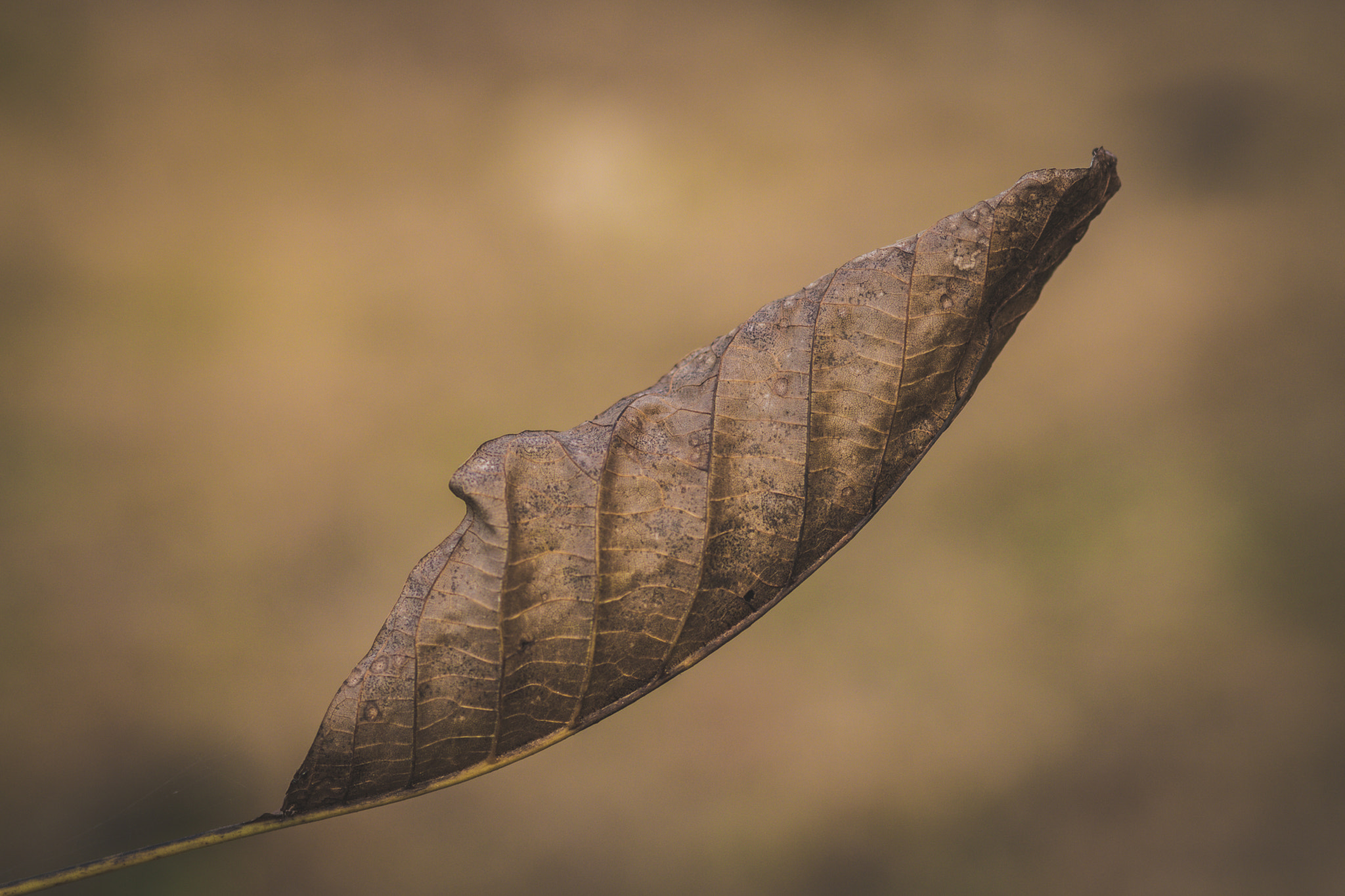 Canon EOS 750D (EOS Rebel T6i / EOS Kiss X8i) + Canon EF 85mm F1.8 USM sample photo. Autumn photography