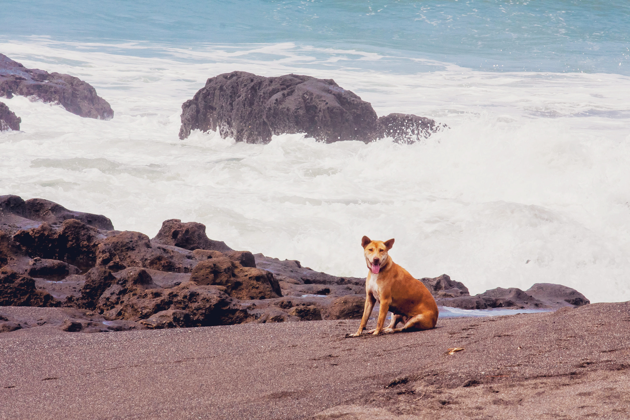 Canon EOS 450D (EOS Rebel XSi / EOS Kiss X2) + Canon EF 70-200mm F4L USM sample photo. Seaside dog photography