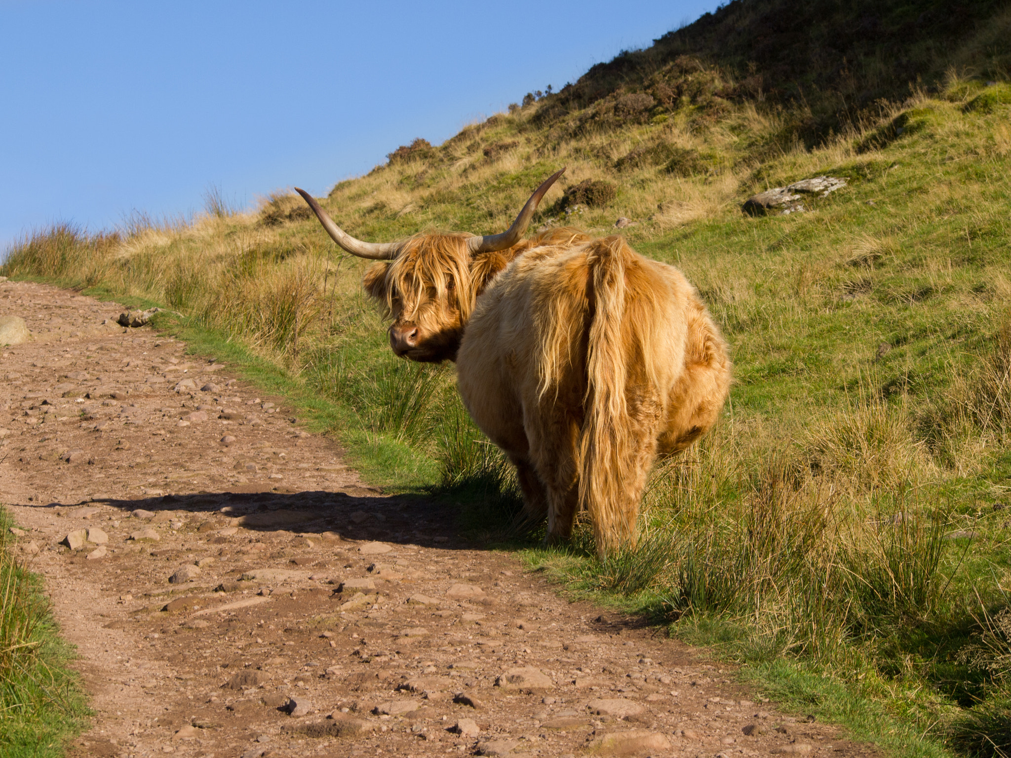 Olympus PEN E-PL1 sample photo. Highland cattle photography