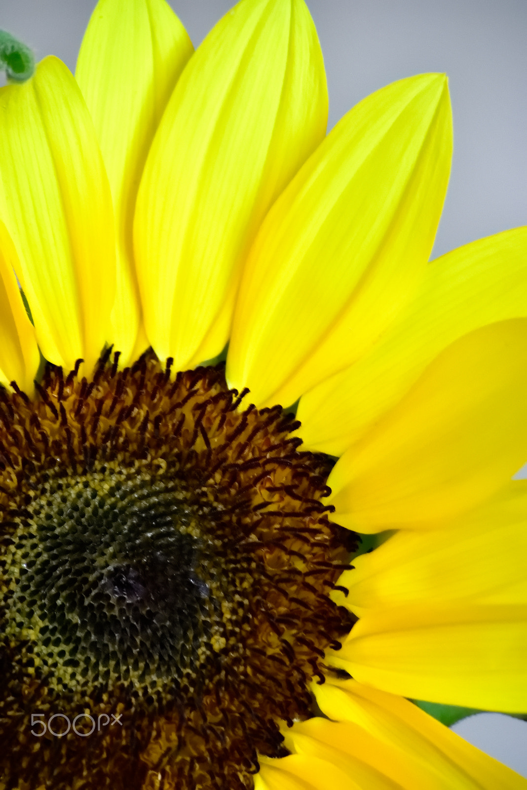 Sigma 70-300mm F4-5.6 APO Macro Super II sample photo. Happy sunflower photography