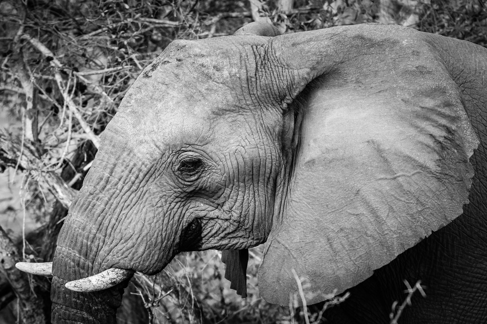 Canon EF 70-200mm F2.8L IS II USM sample photo. South africa 2016 photography