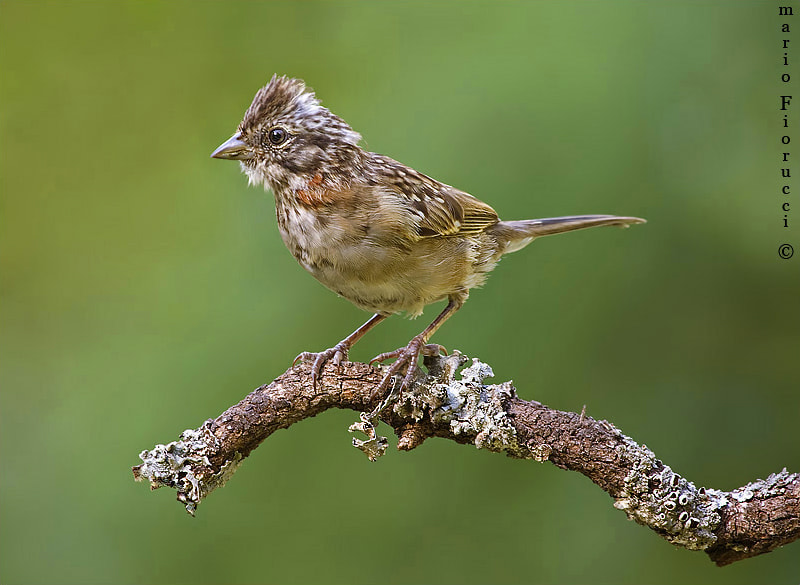 Canon EF 100-400mm F4.5-5.6L IS USM sample photo. Junior the rufous collared sparrow photography