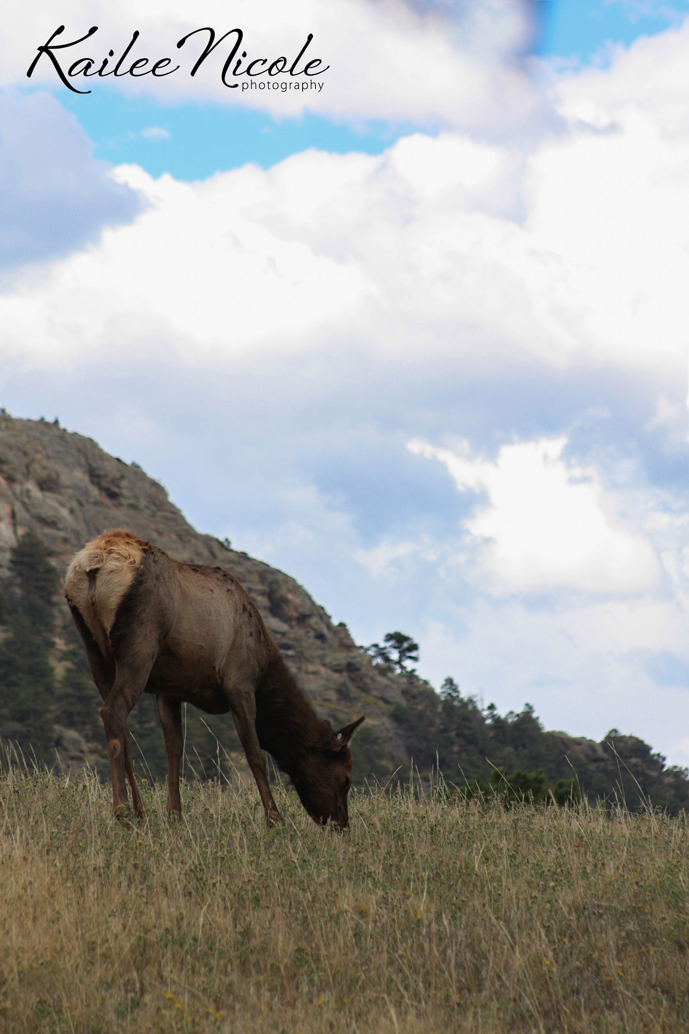 Canon EOS 450D (EOS Rebel XSi / EOS Kiss X2) sample photo. Elk in a beautiful landscape. photography