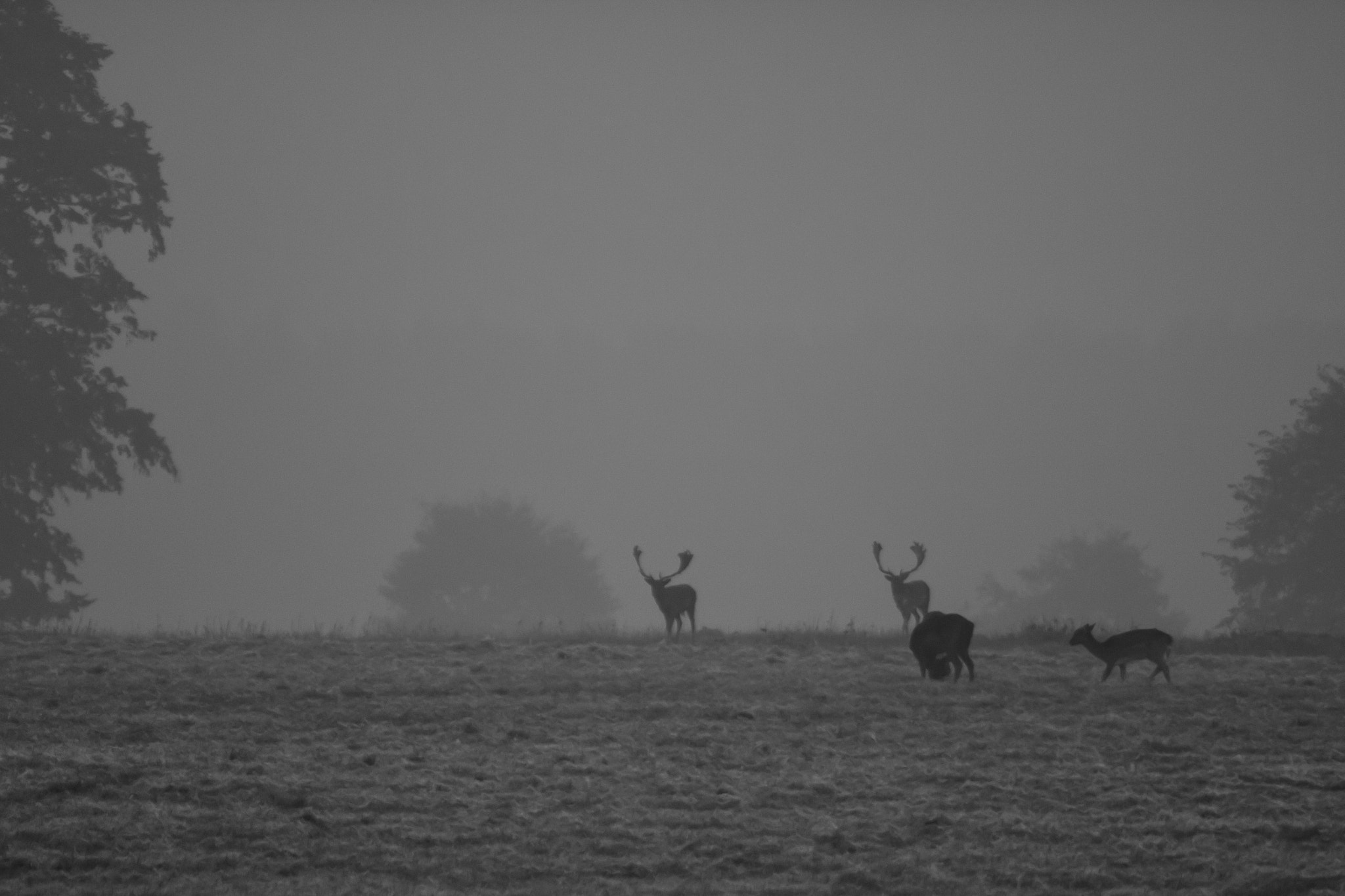 Canon EOS 760D (EOS Rebel T6s / EOS 8000D) sample photo. Dawn deer photography
