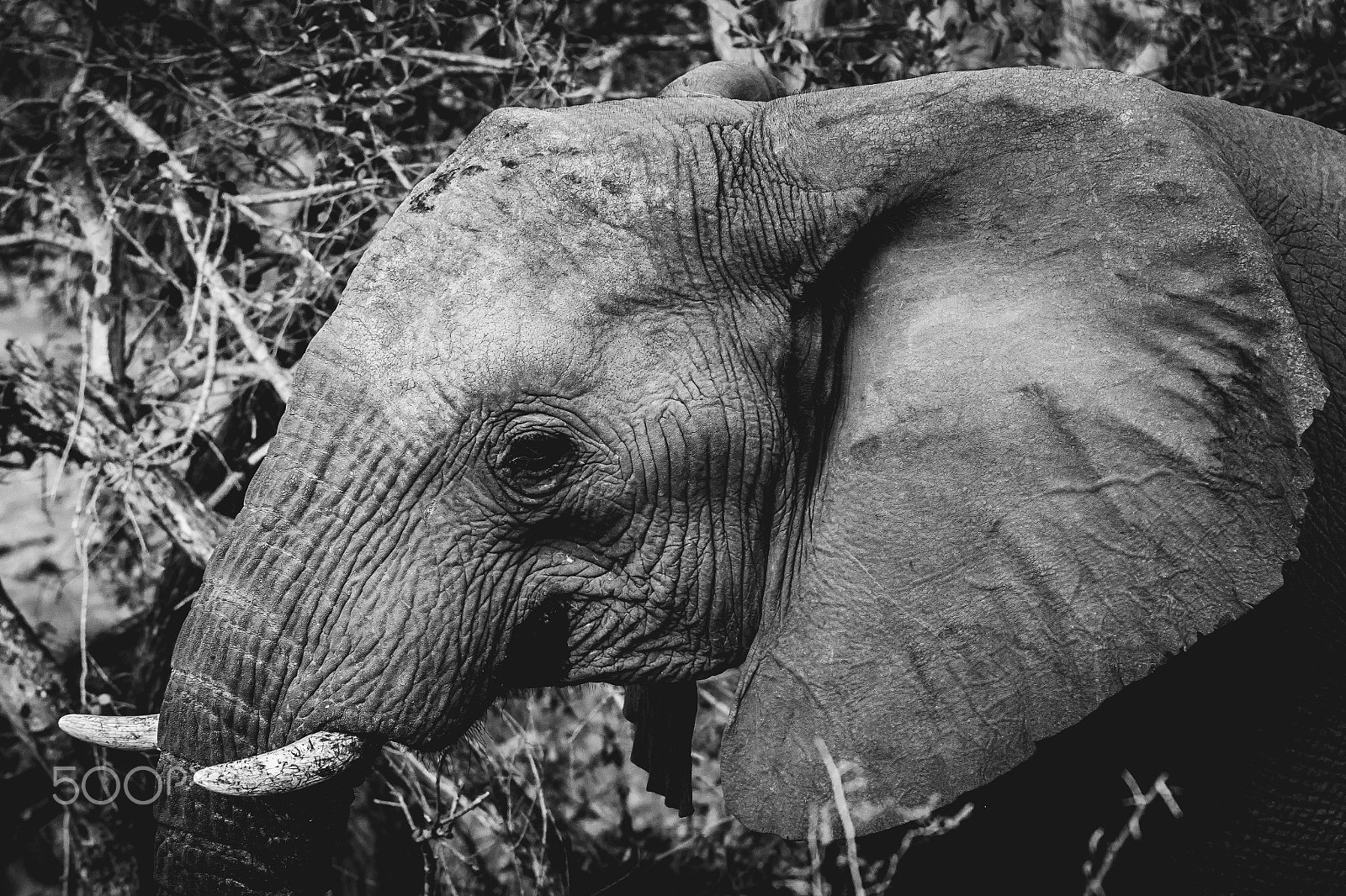 Canon EF 70-200mm F2.8L IS II USM sample photo. South africa 2016 photography