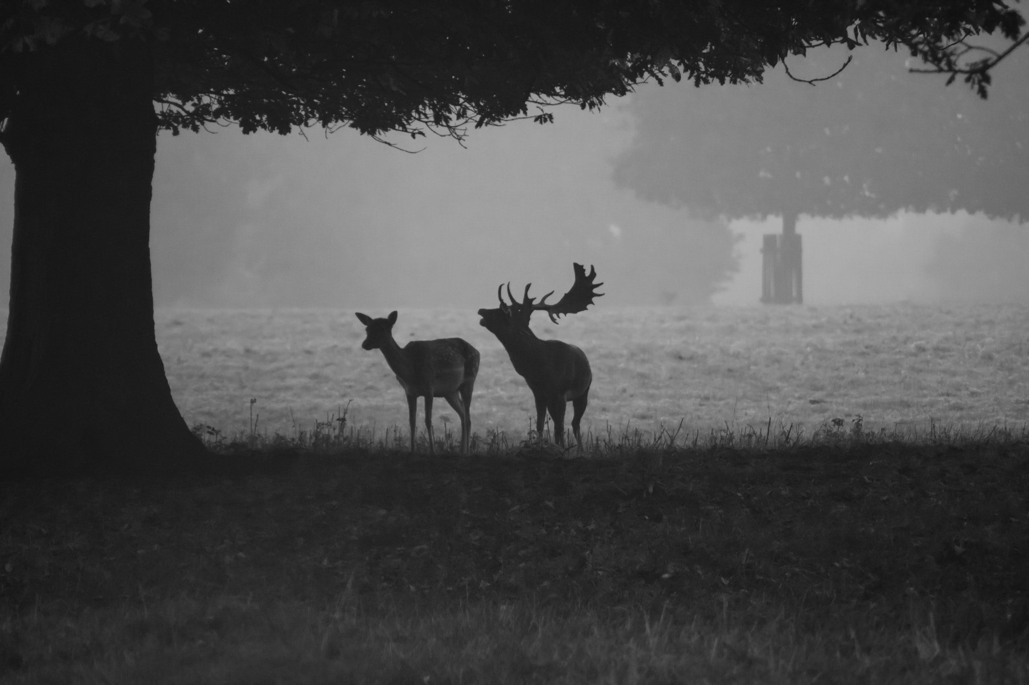 Canon EOS 760D (EOS Rebel T6s / EOS 8000D) sample photo. Rutting deer photography