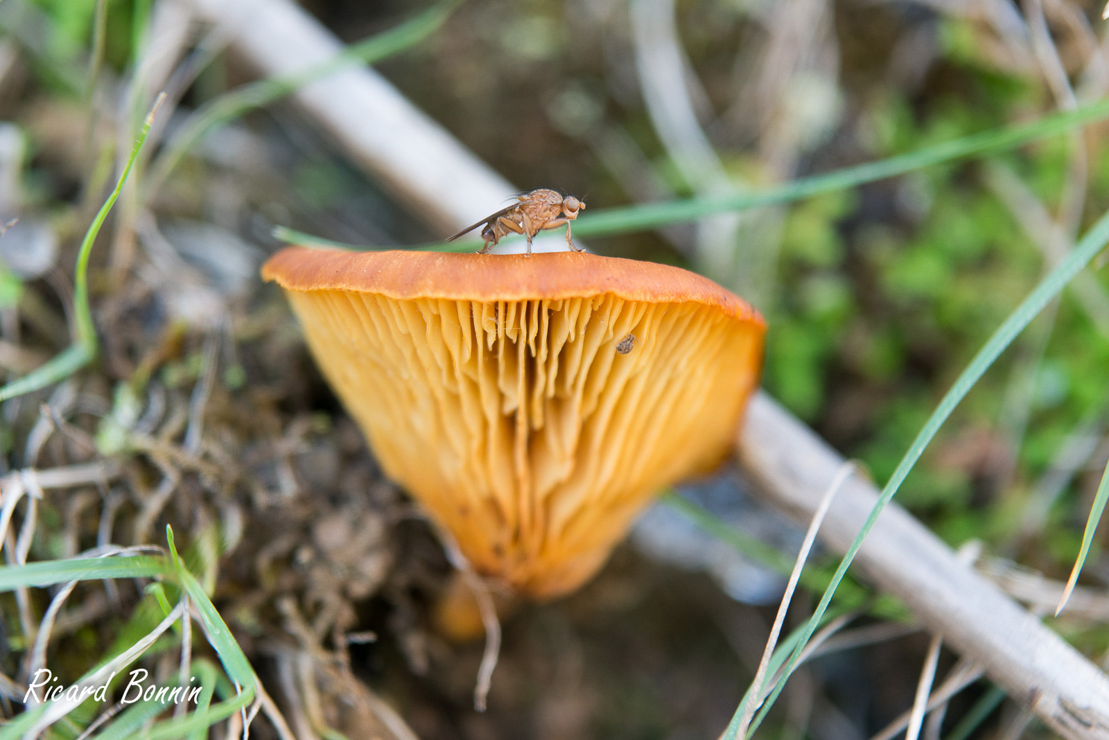 Nikon D610 + Sigma 24-70mm F2.8 EX DG Macro sample photo. Mushroom & co photography